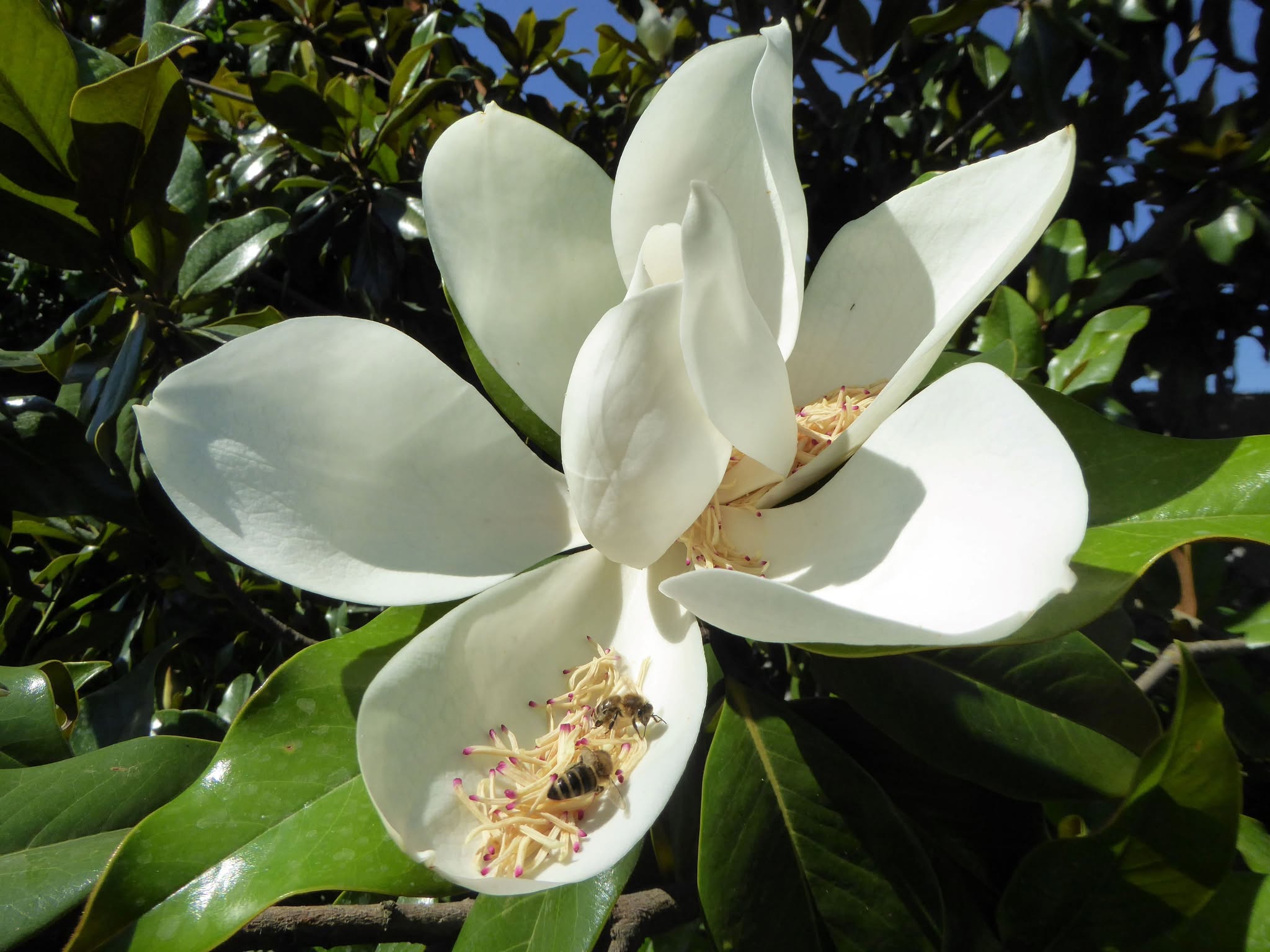 Magnolia grandiflora