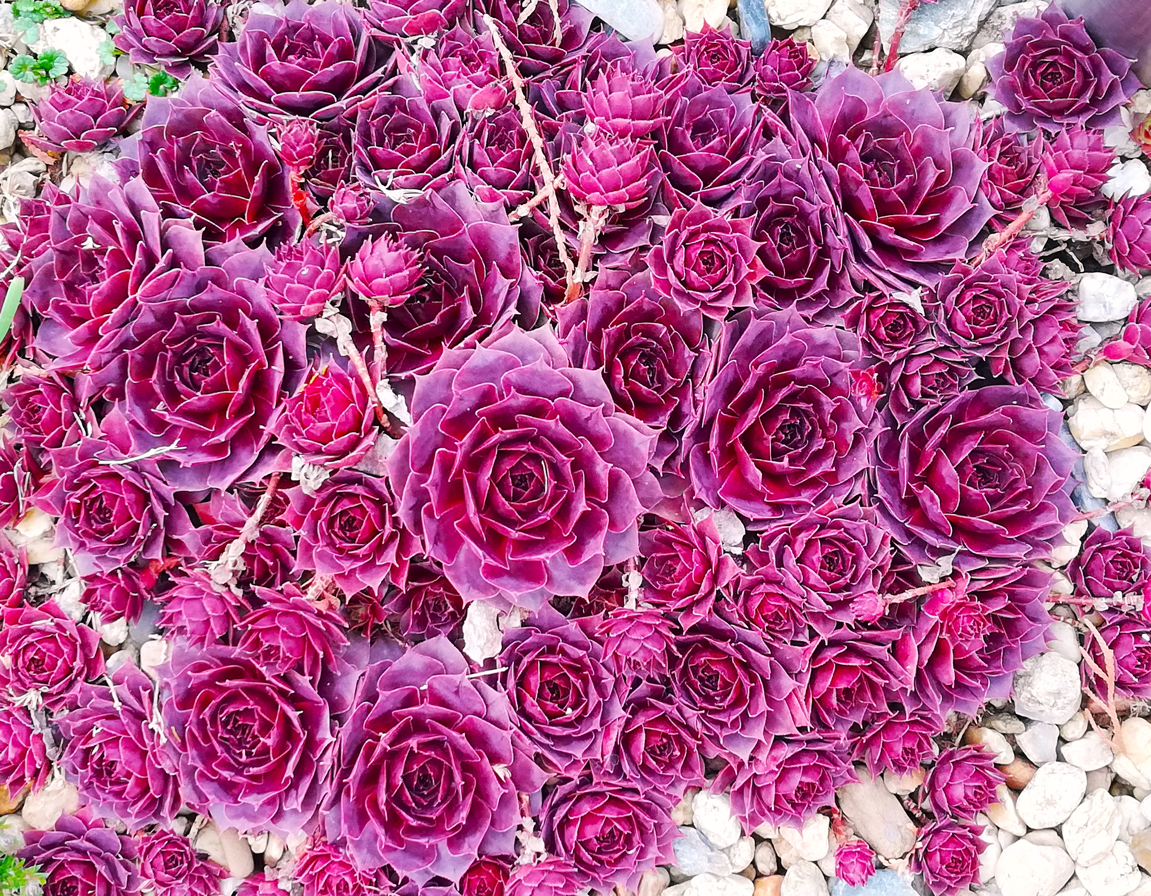 Skalná ruža bordová