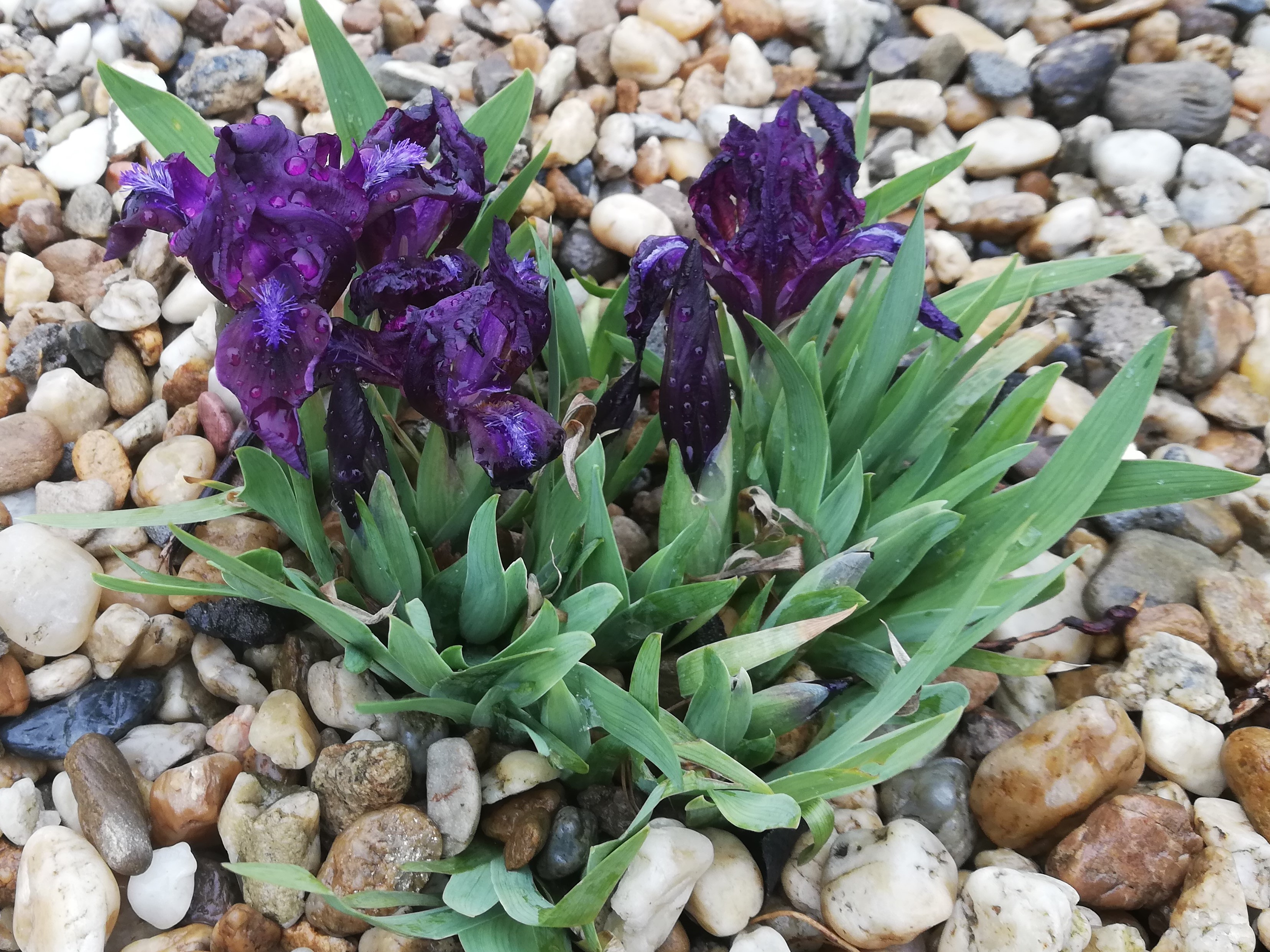 Kosatec skalničkový tmavofialový