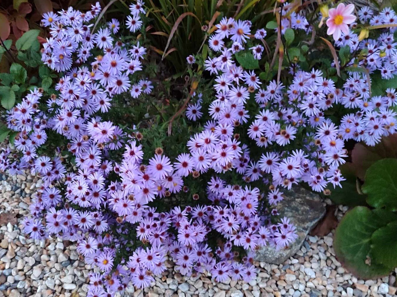 Astra novobelgická ‘Marie Ballard’ 