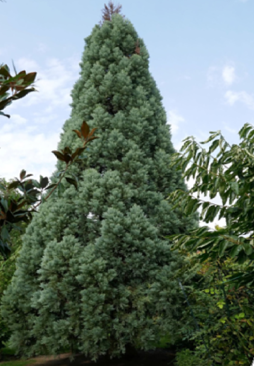 Sekvojovec mamutí ‘Glaucum’