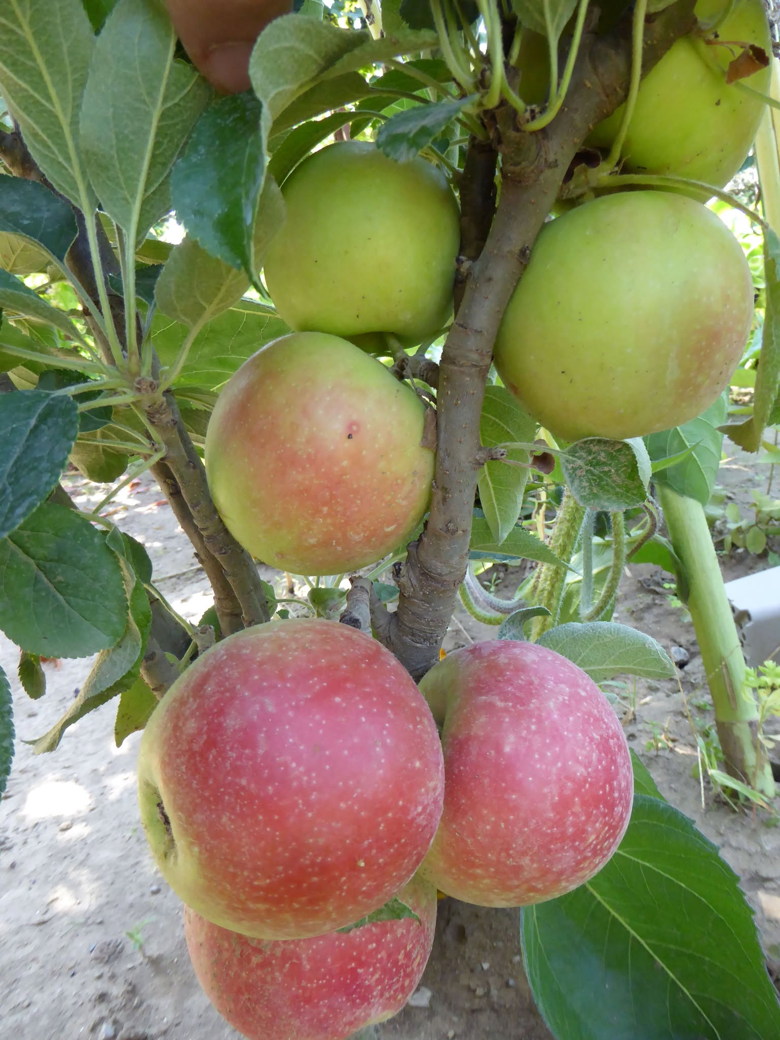 Jabloň ‘Júlia’