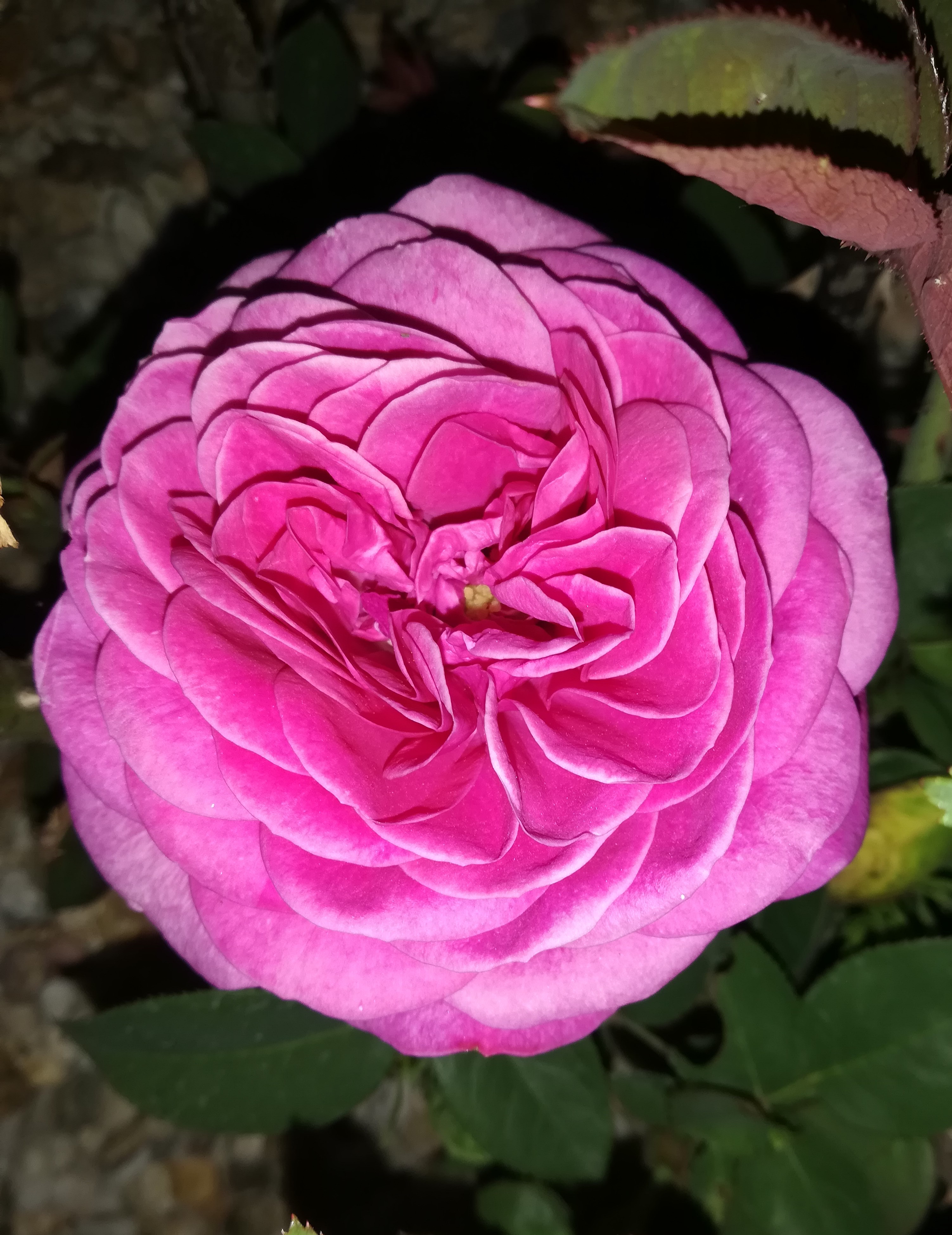 Anglická ruža ‘Gertrude Jekyll’ 