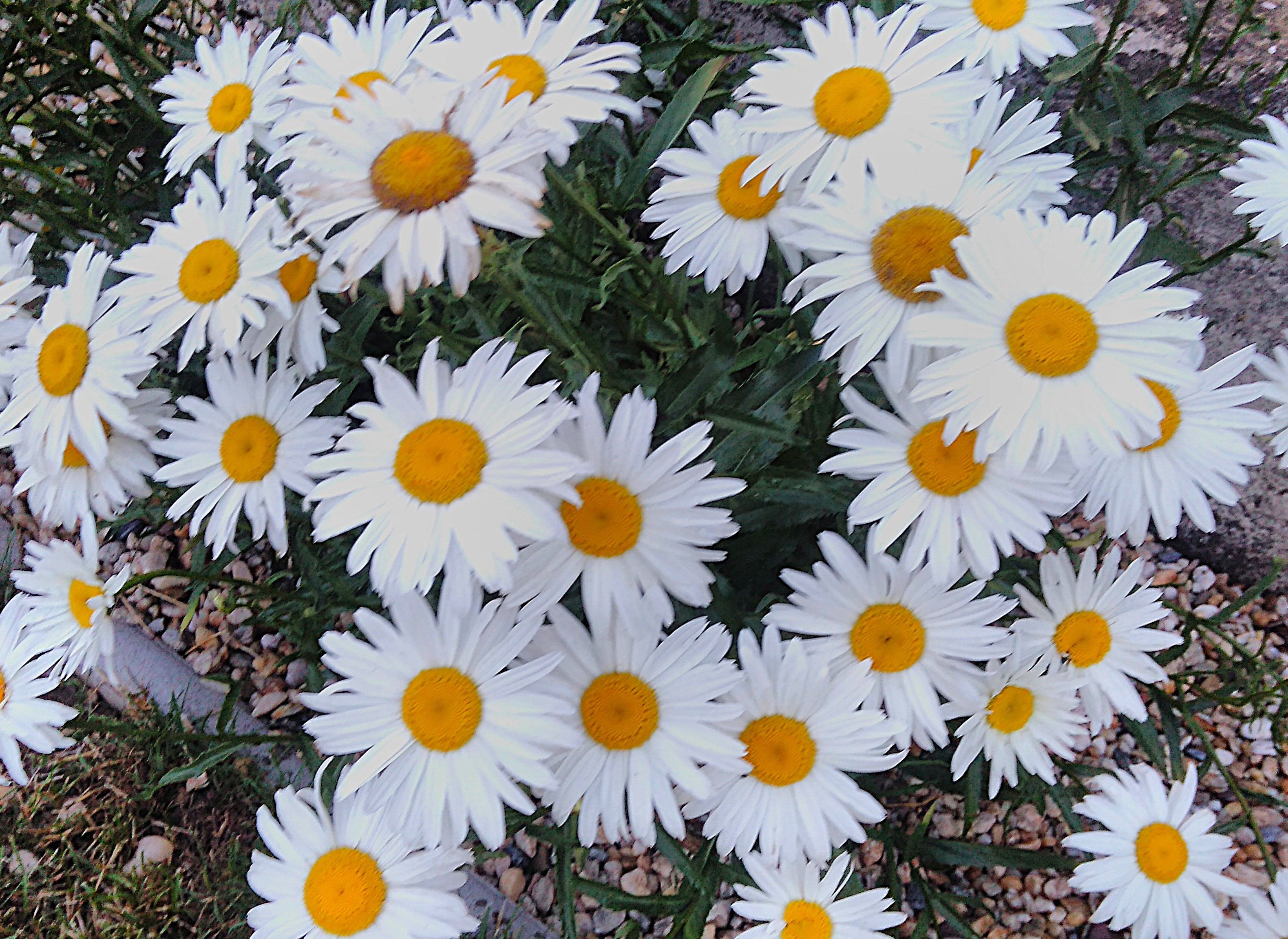 Margaréta veľkoúborová