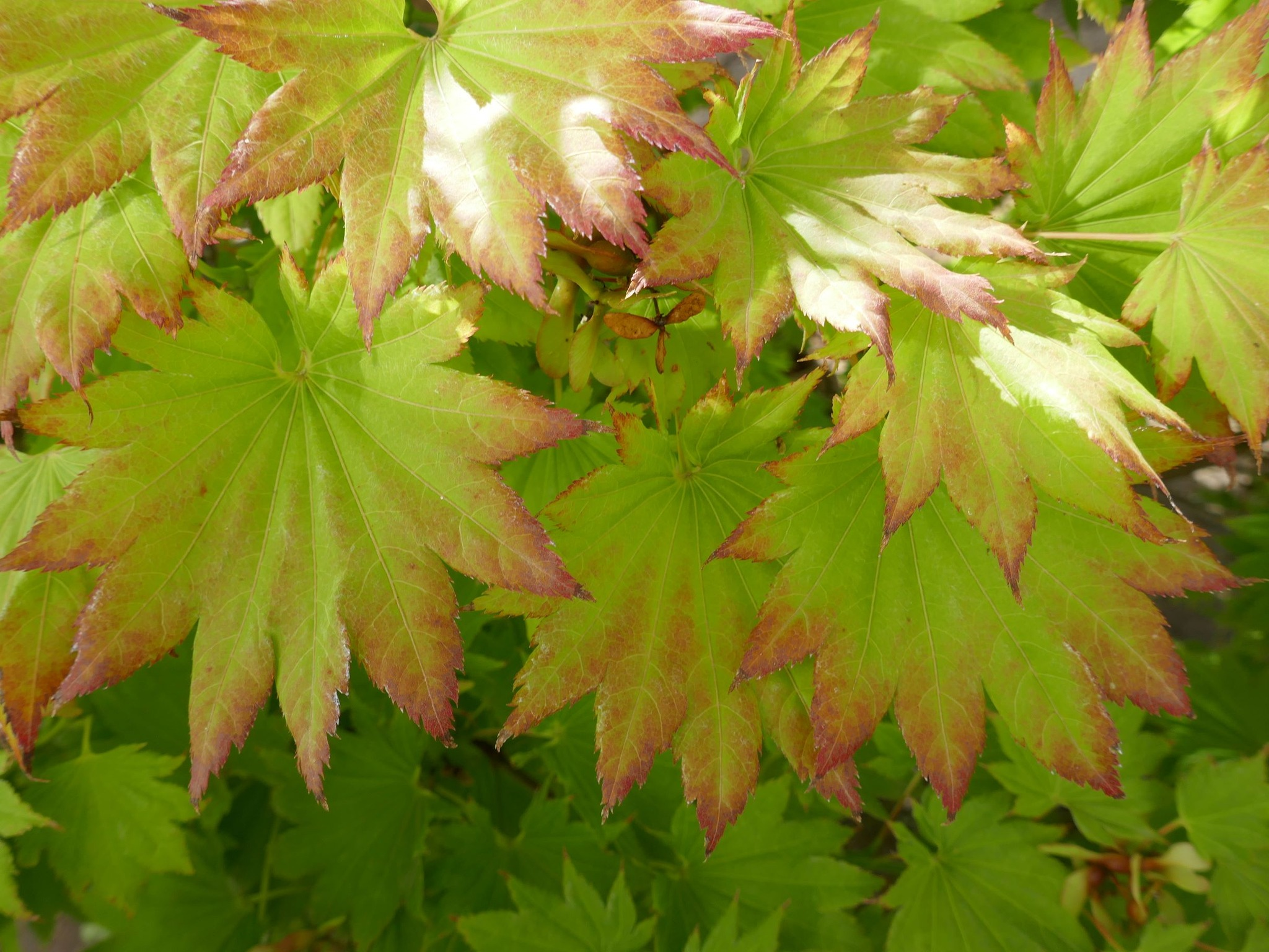 Javor Shirasawanský Aureum