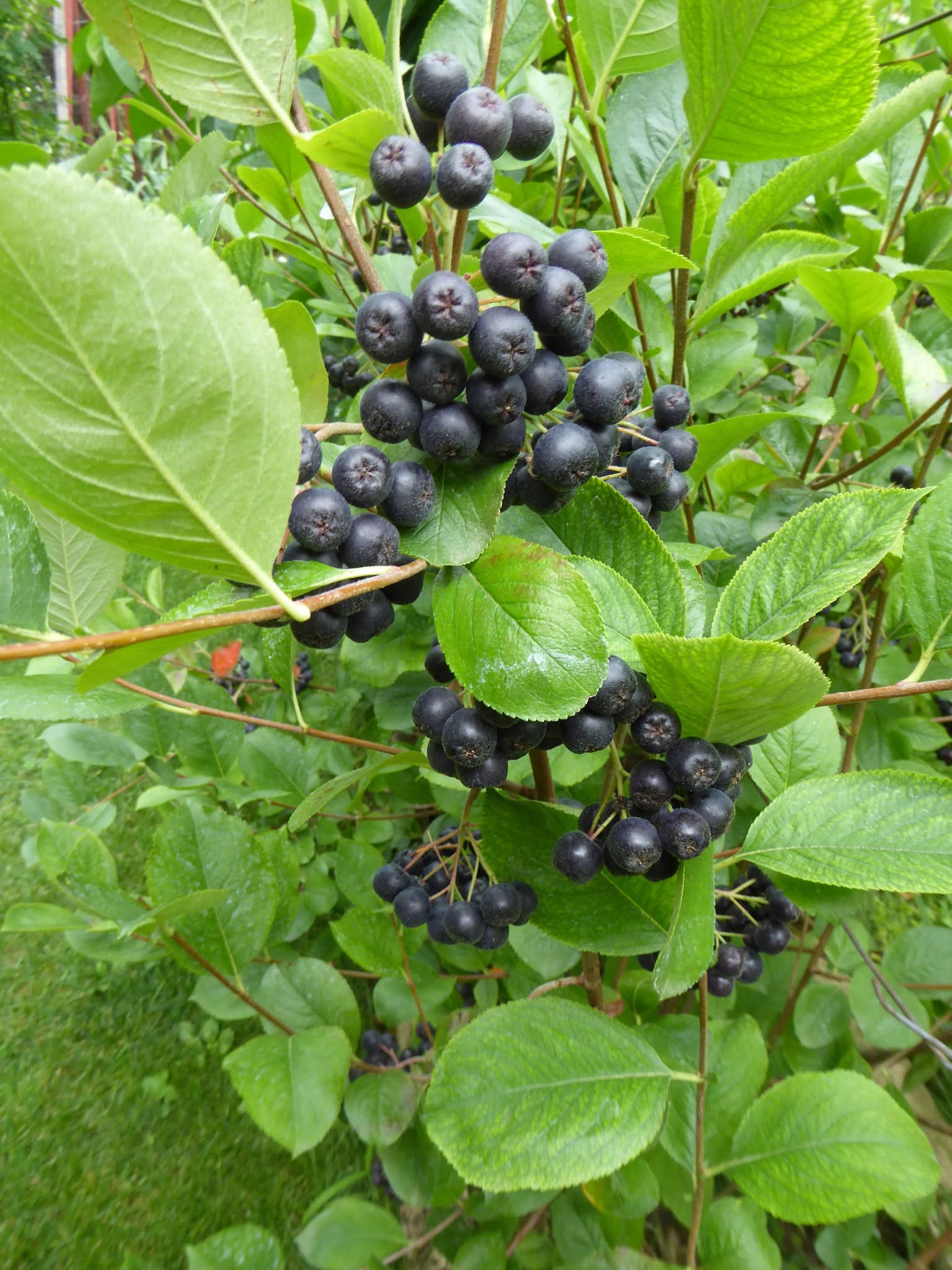 Áronia čiernoplodá