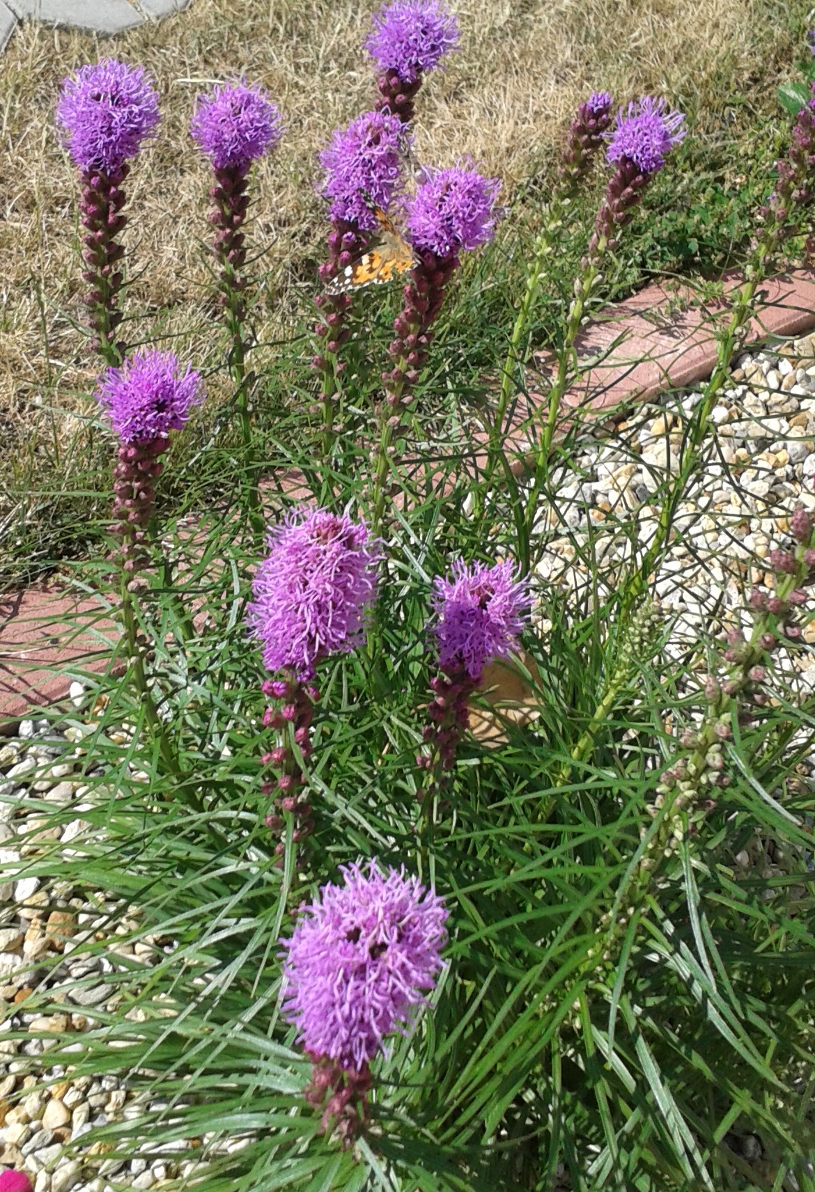 Liatra klasnatá fialová