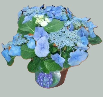 Hortenzia kalinolistá - modrá