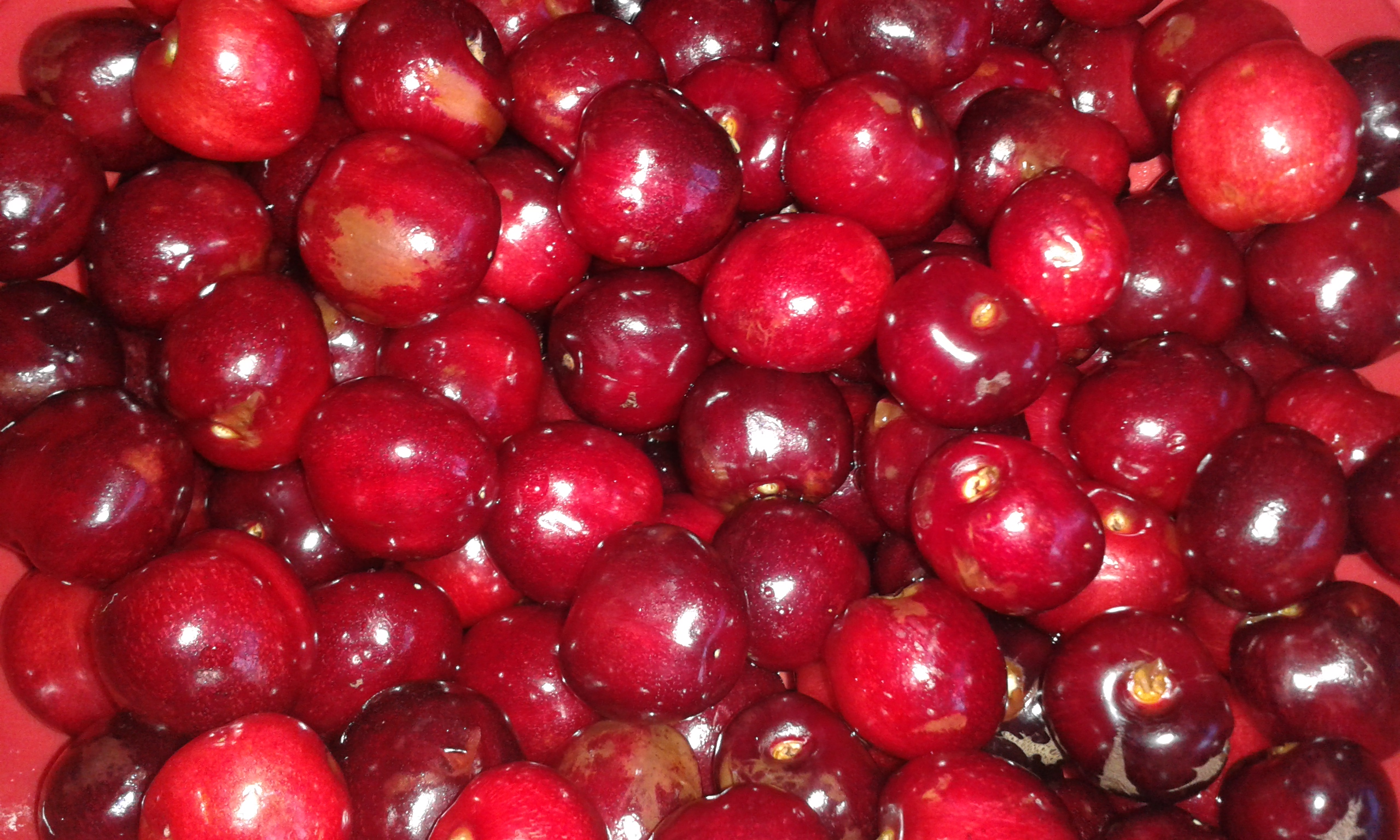 Čerešňa ‘Kordia’ 