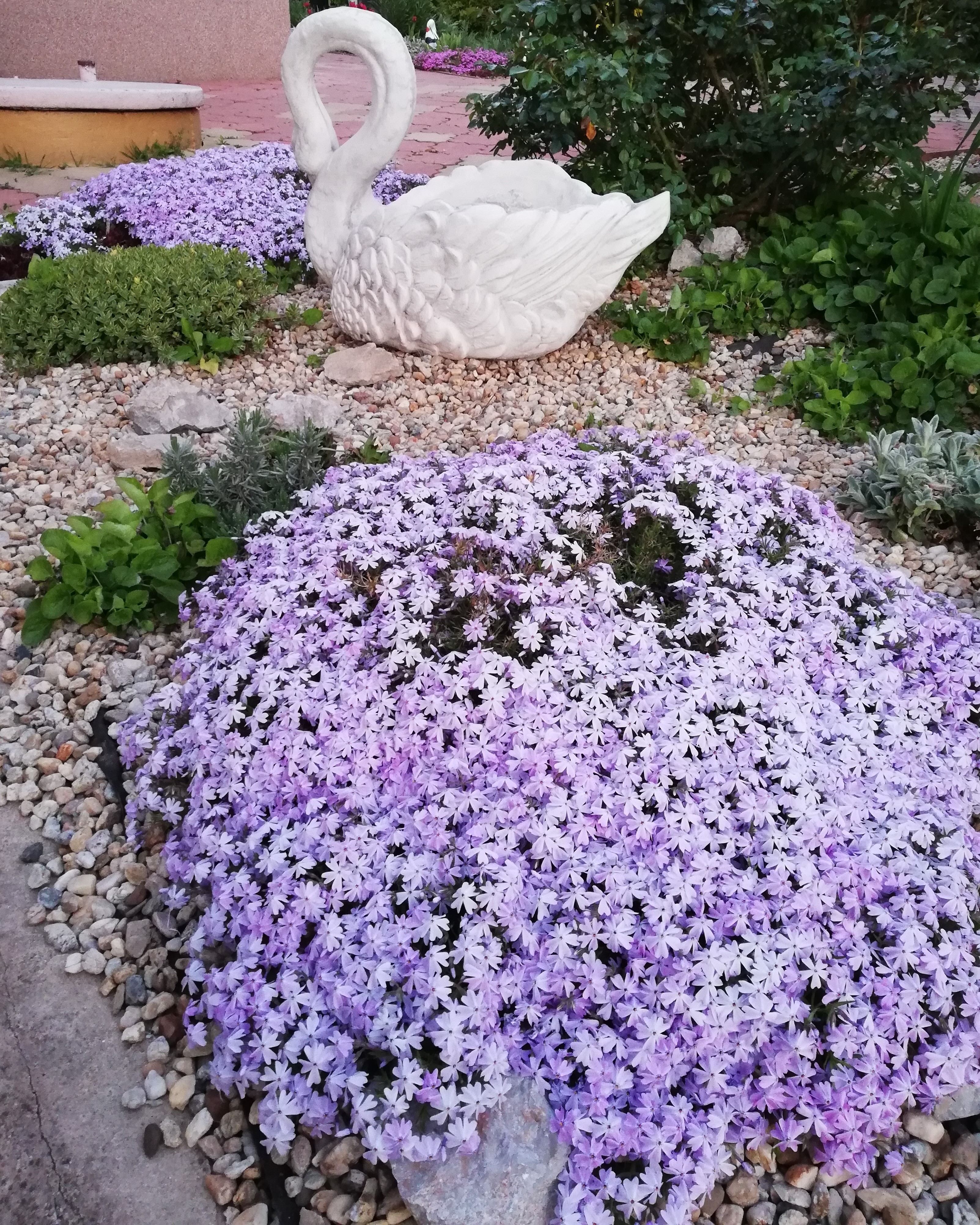 Flox šidlovitolistý svetlofialový