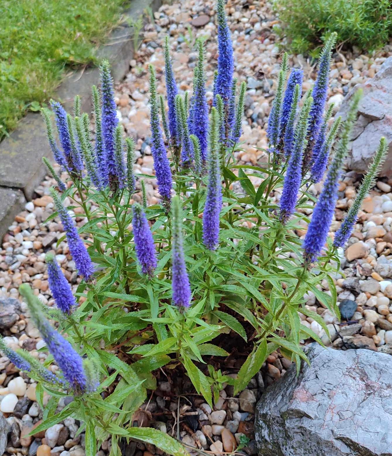 Veronika klasnatá 'Royal Candles'