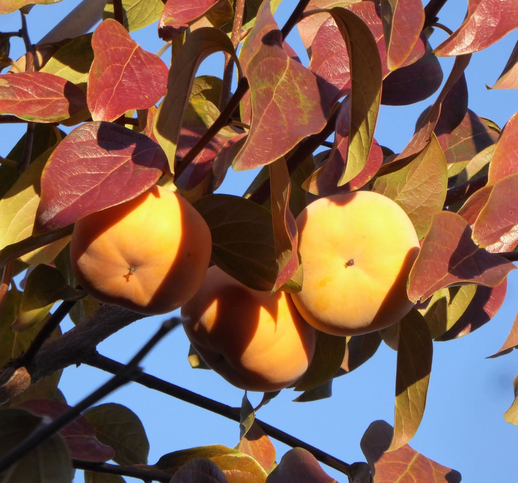 Hurmikaki ‘Rojo Brillante’