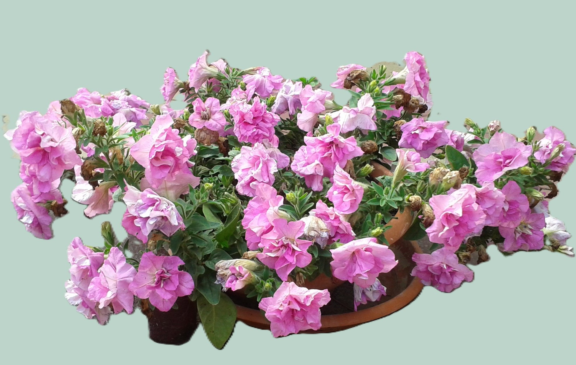 Petúnia plnokvetá – ružová