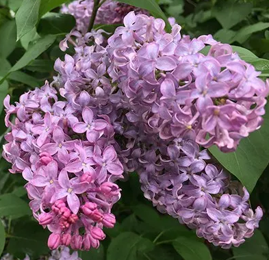 Orgován svetlofialový