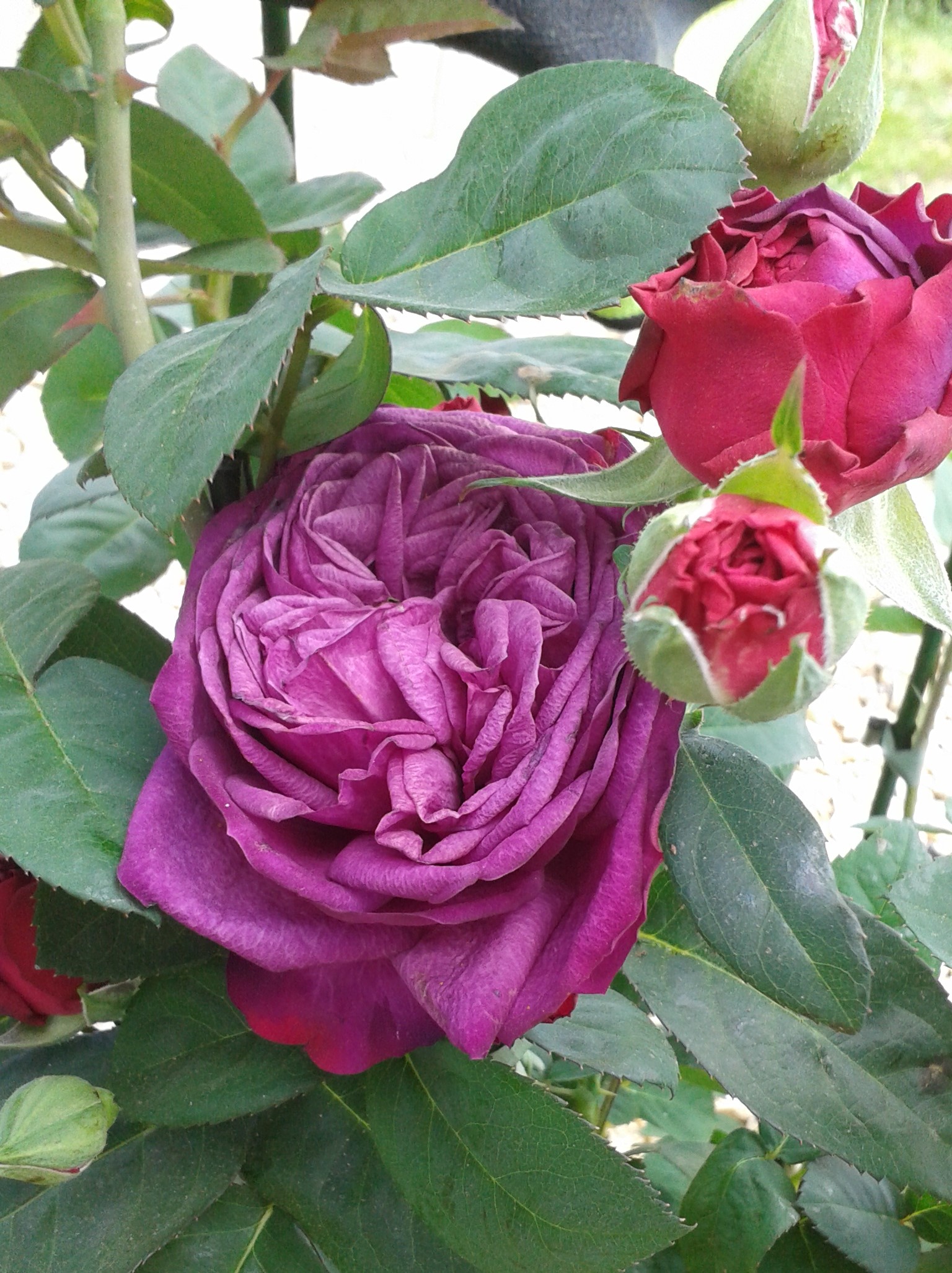 Ruža ‘Heidi Klum’