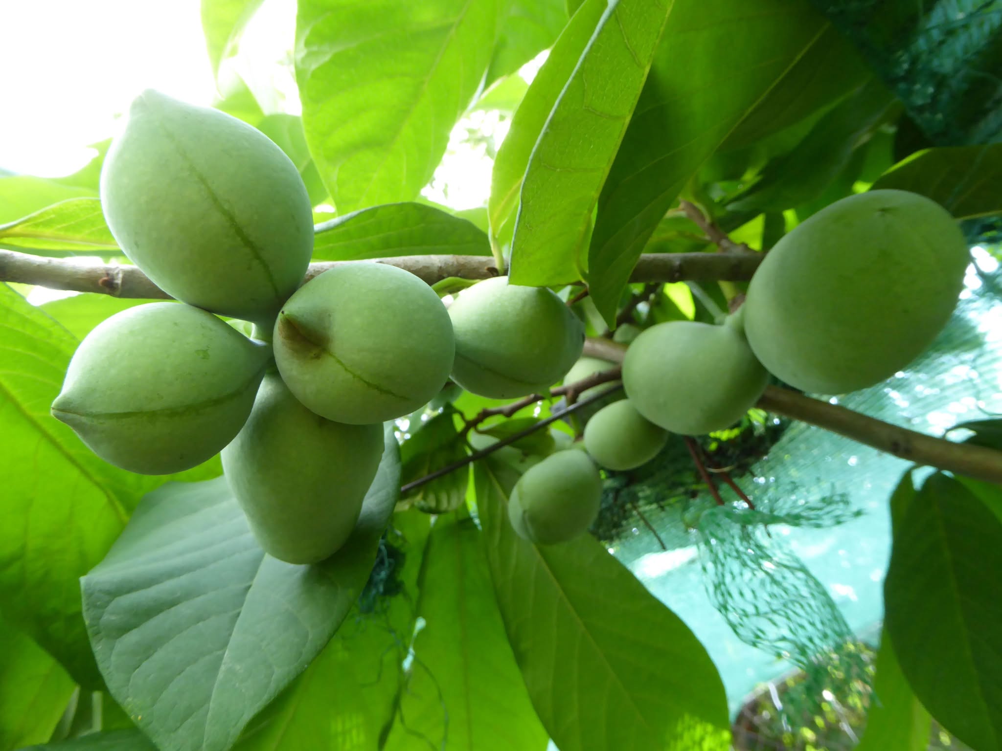 Pawpaw – indiánsky banán