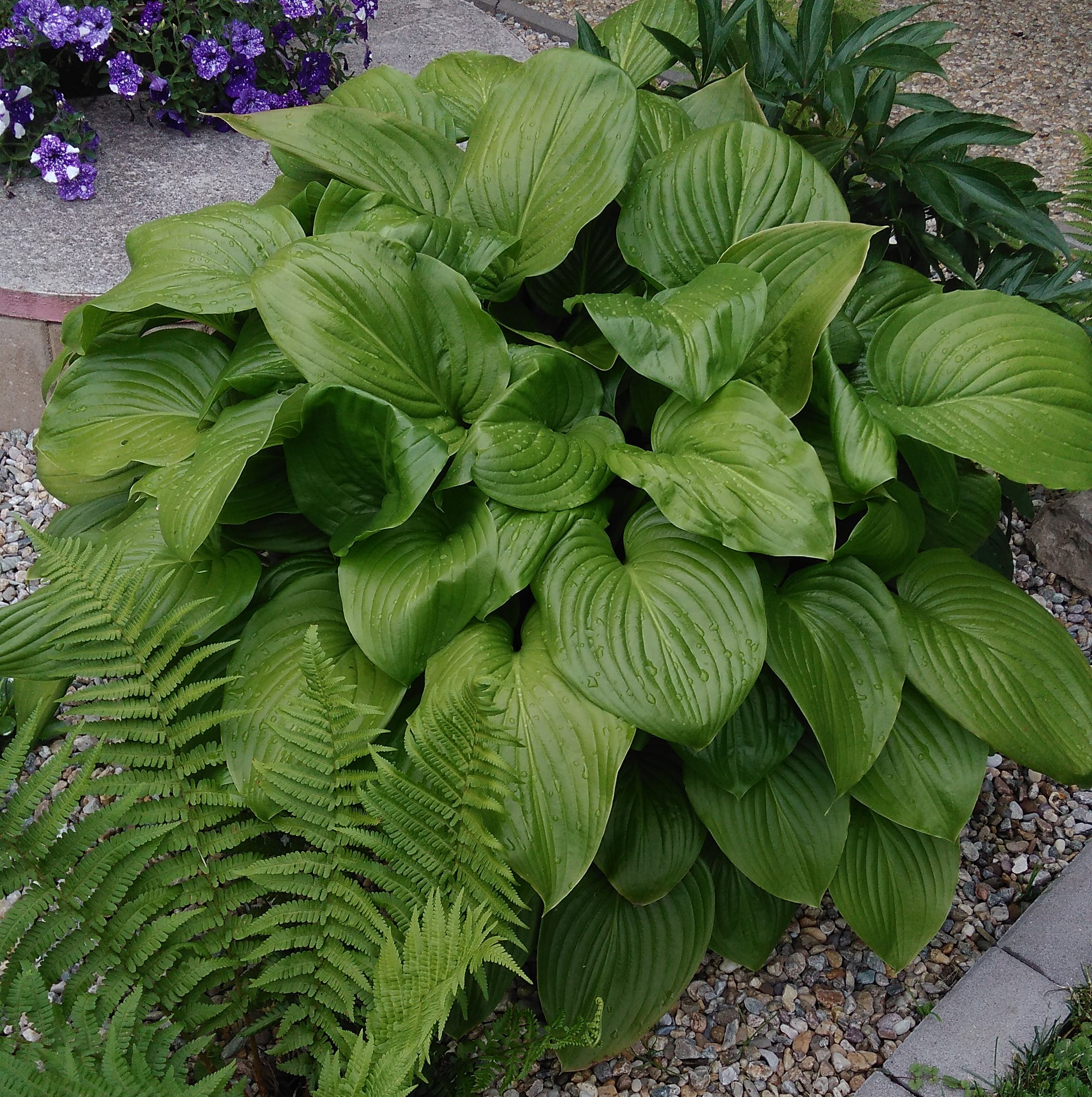 Hosta 'Grandiflora'