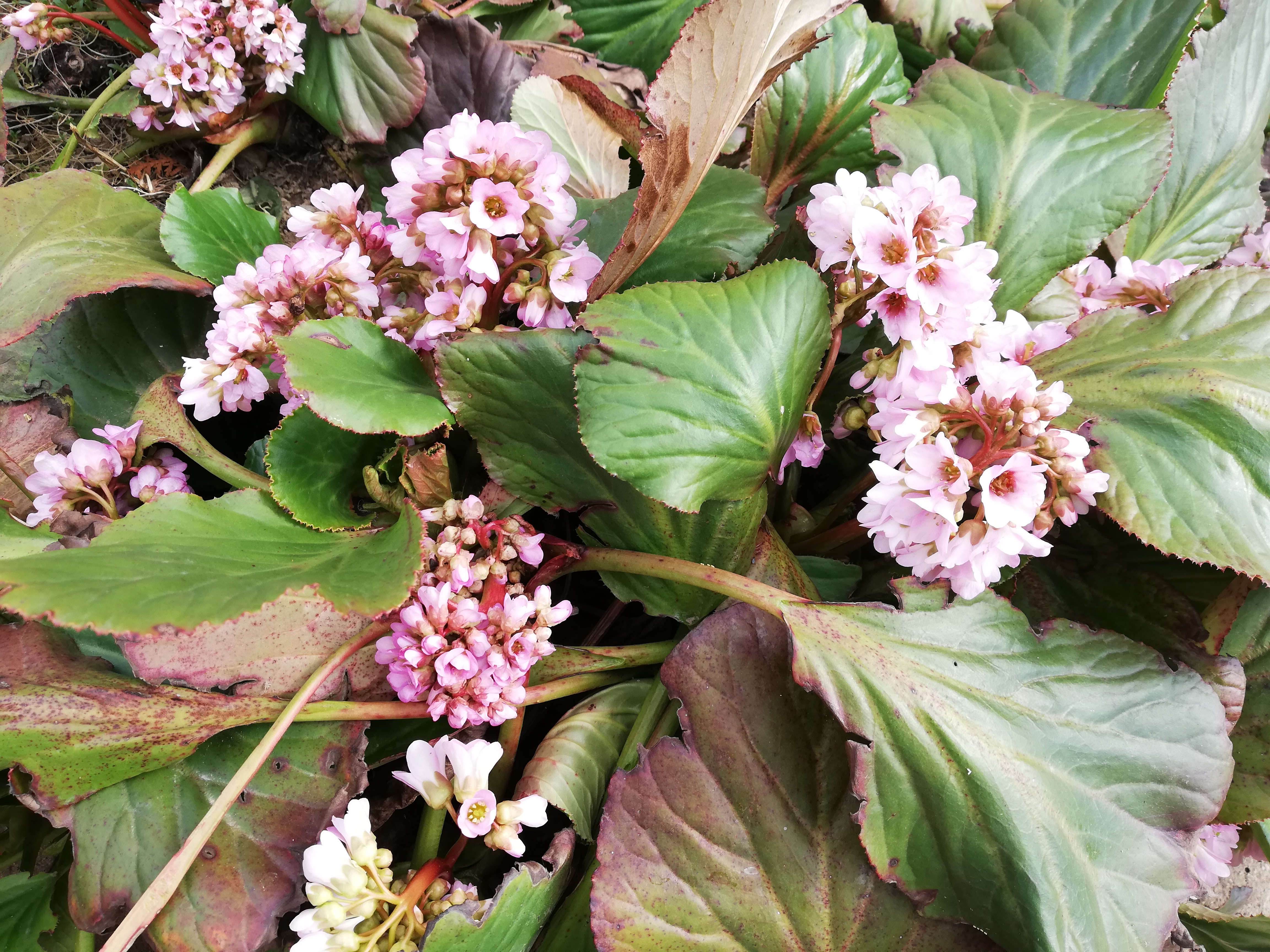 Bergénia srdcovitolistá