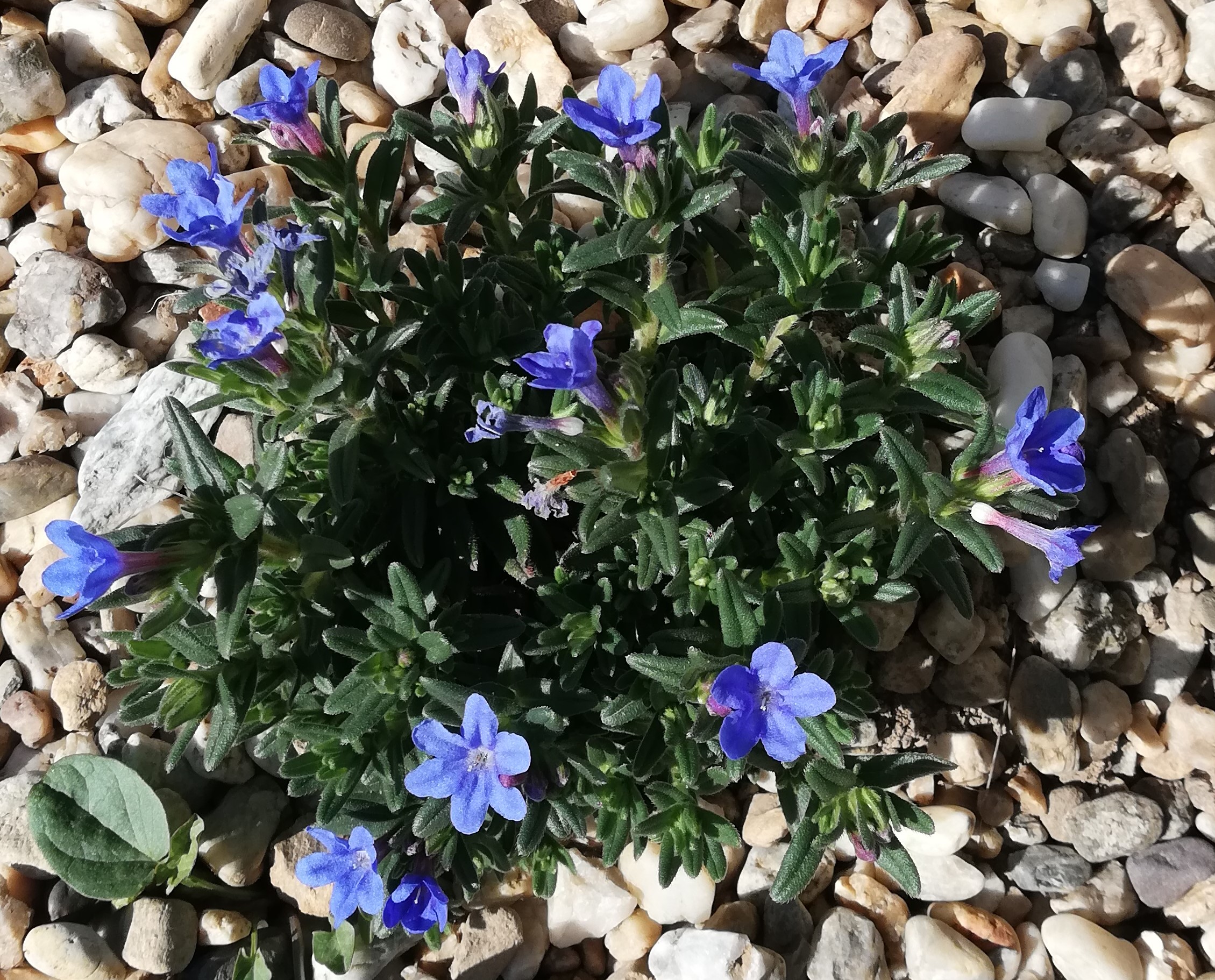Lithodora diffusa 'Heavenly Blue'