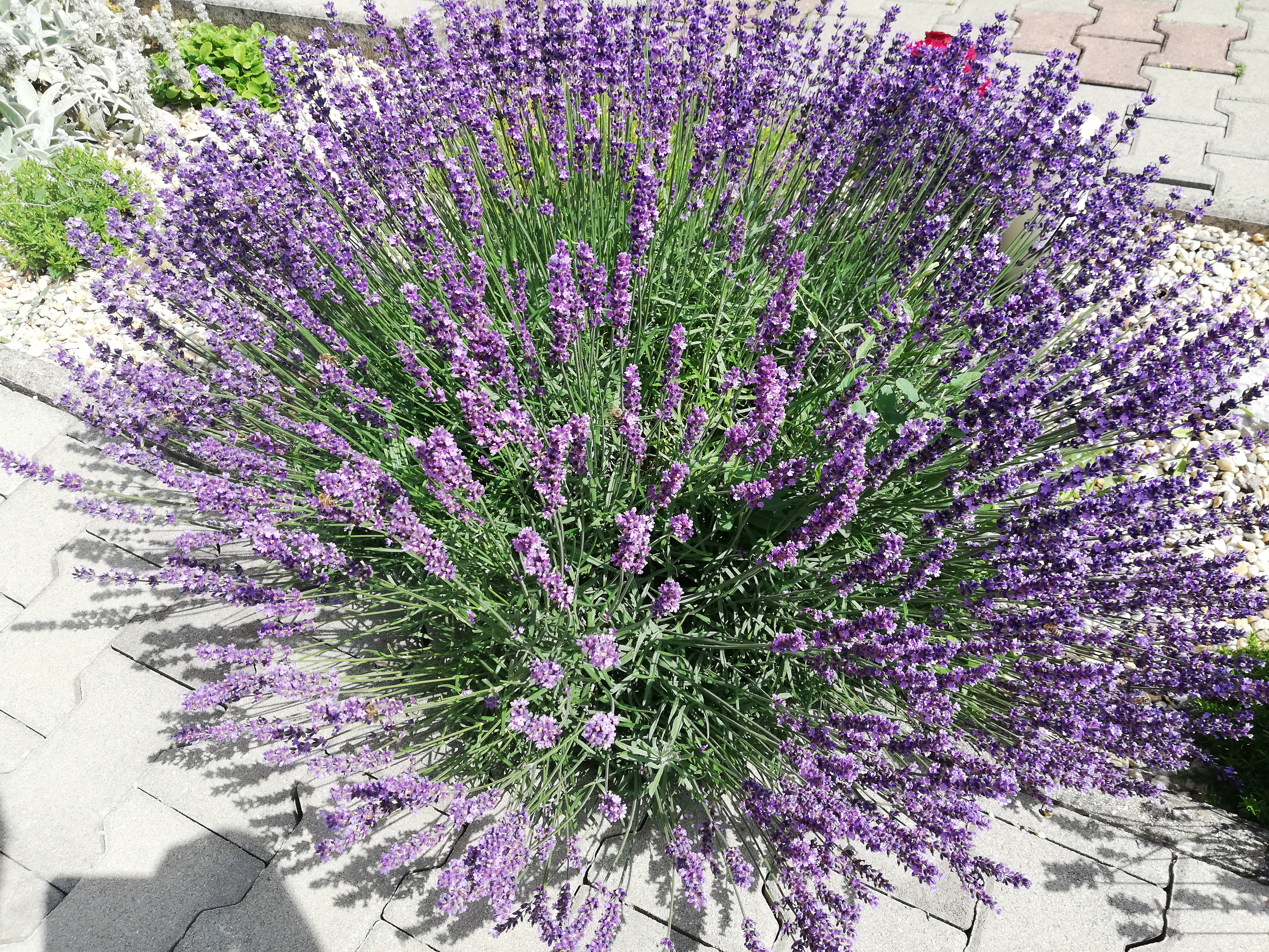 Levanduľa lekárska