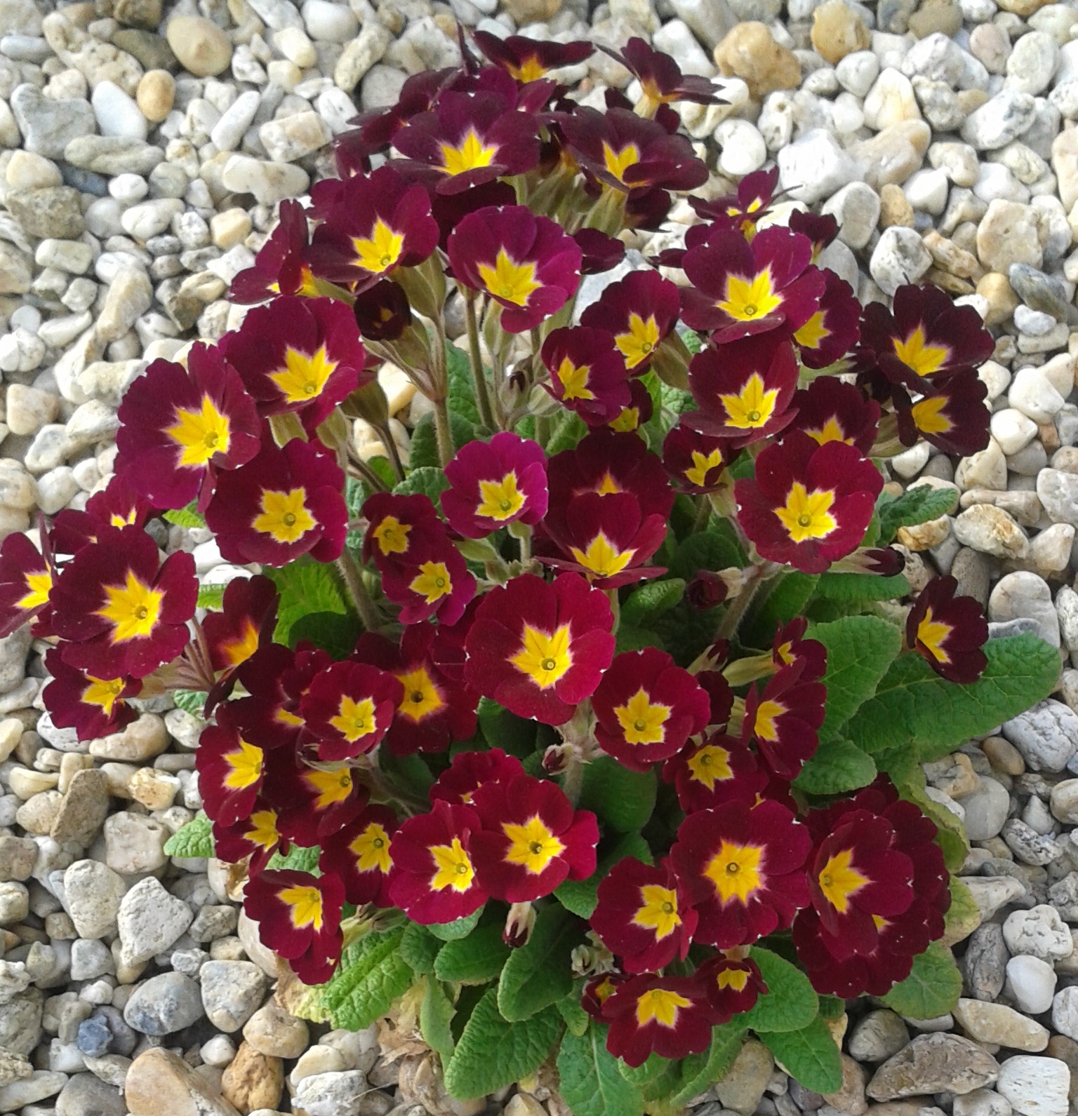 Prvosienka Inara F1 'Late Red'