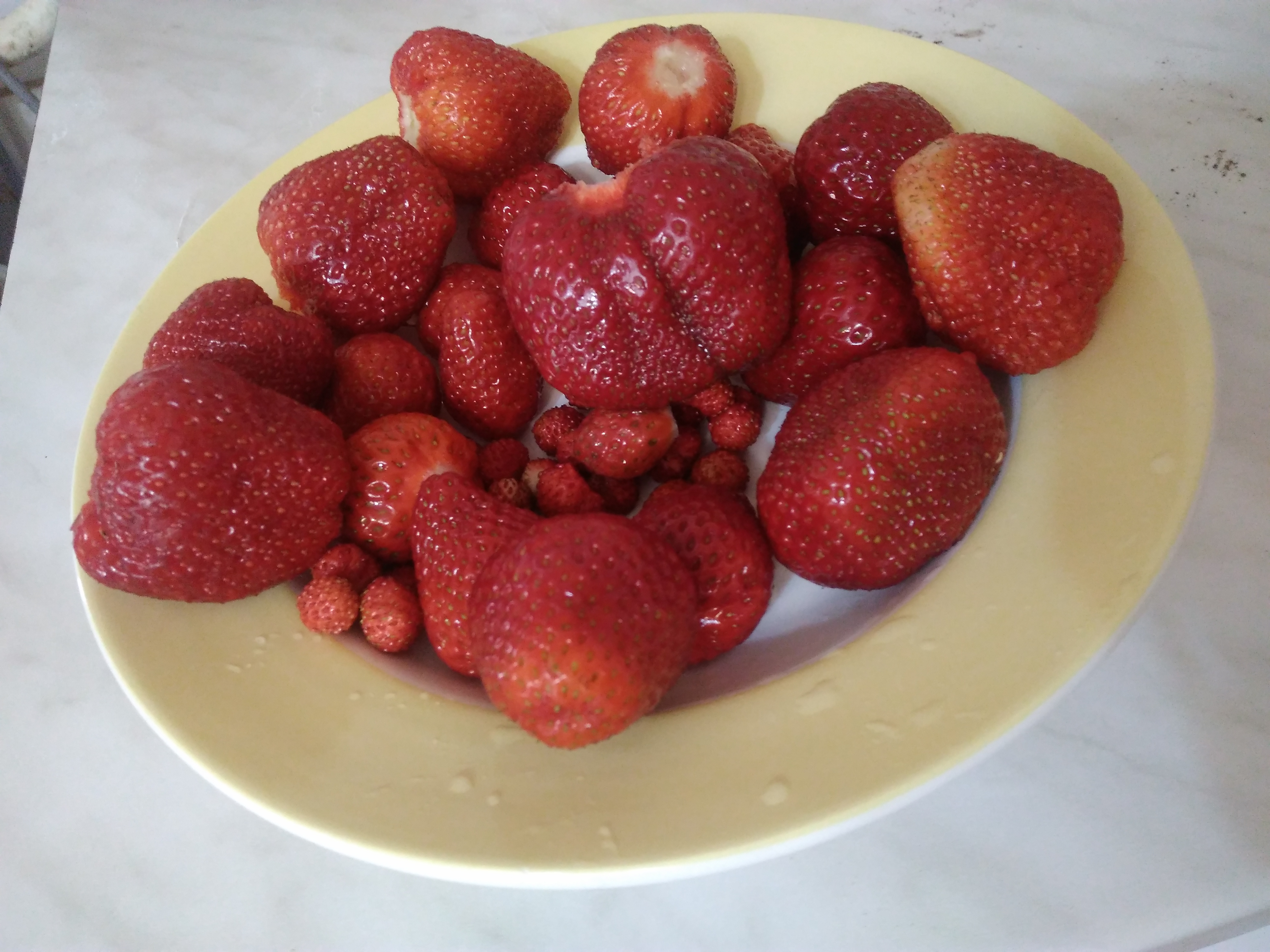 Jahoda ‘Senga Sengana’