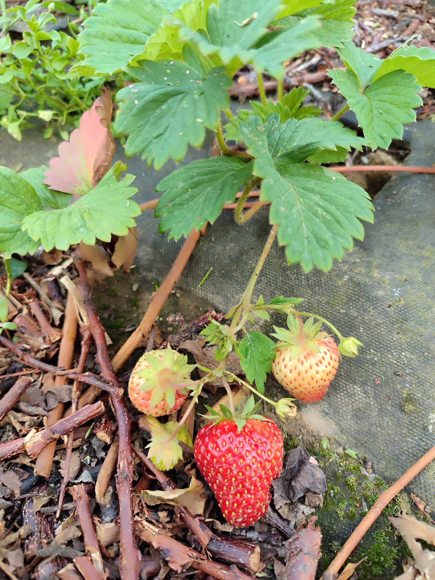 Jahoda ‘Senga Sengana’