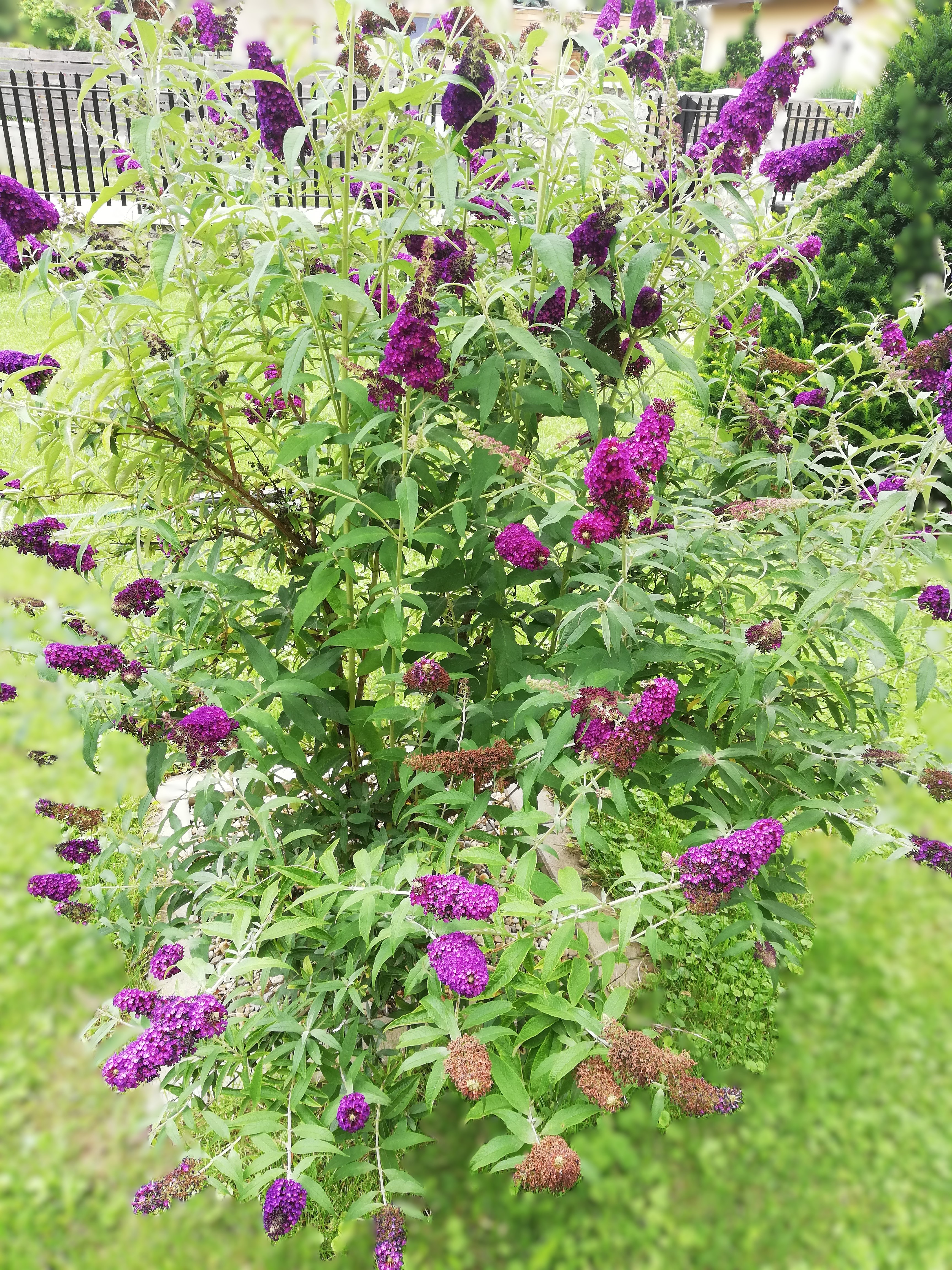 Budleja Davidova – fialová (motýlí ker)