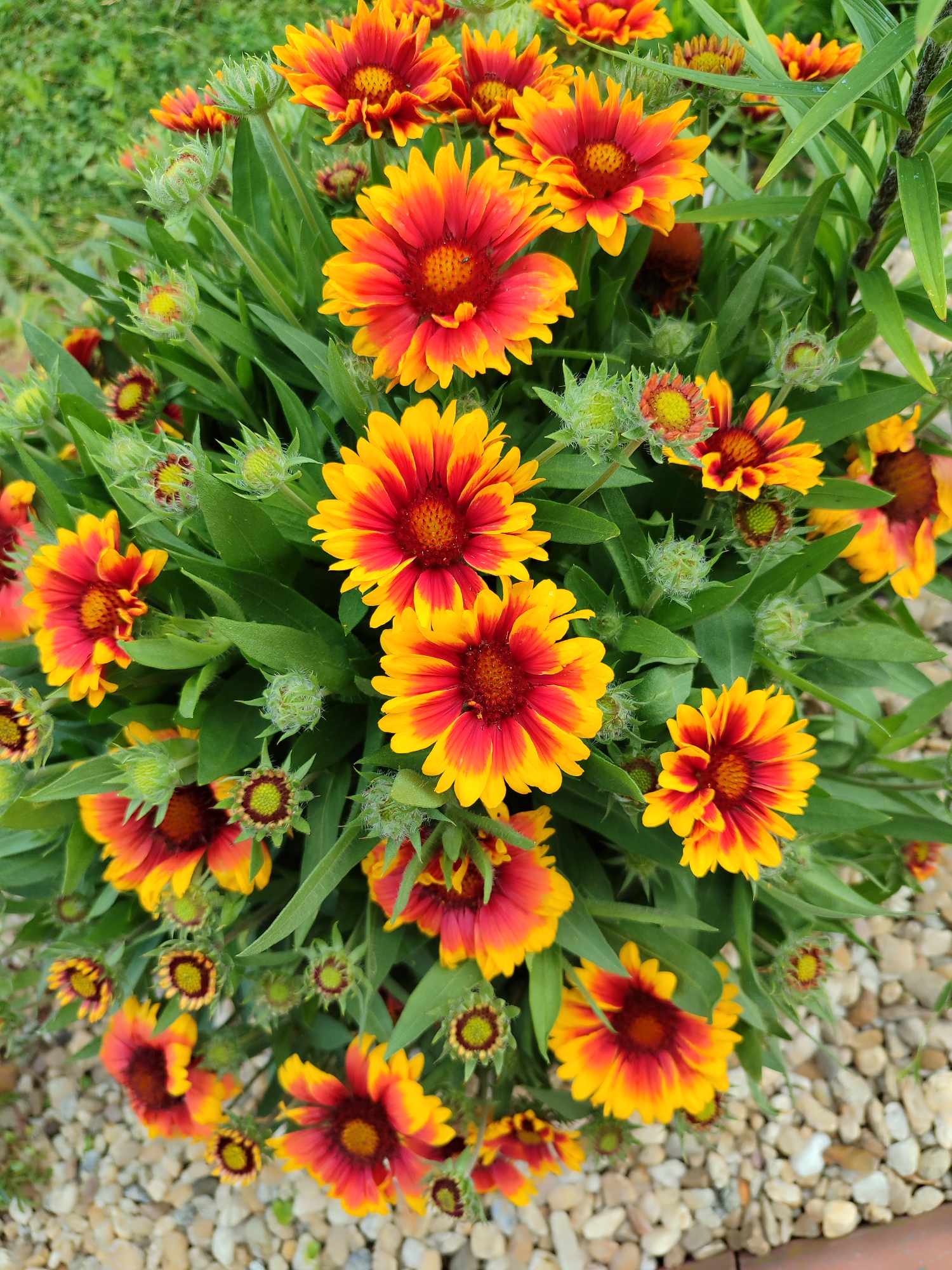 Kokarda (Gaillardia) 