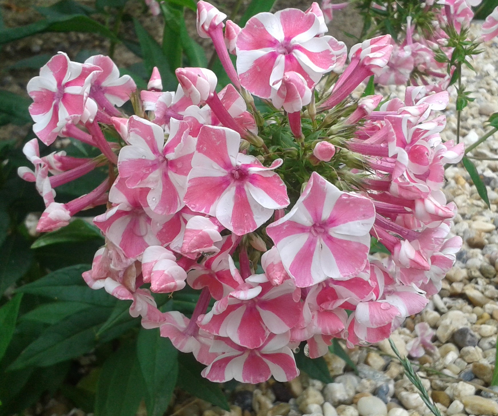 Flox metlinatý Phlox paniculata ‘Peppermint Twist’ 
