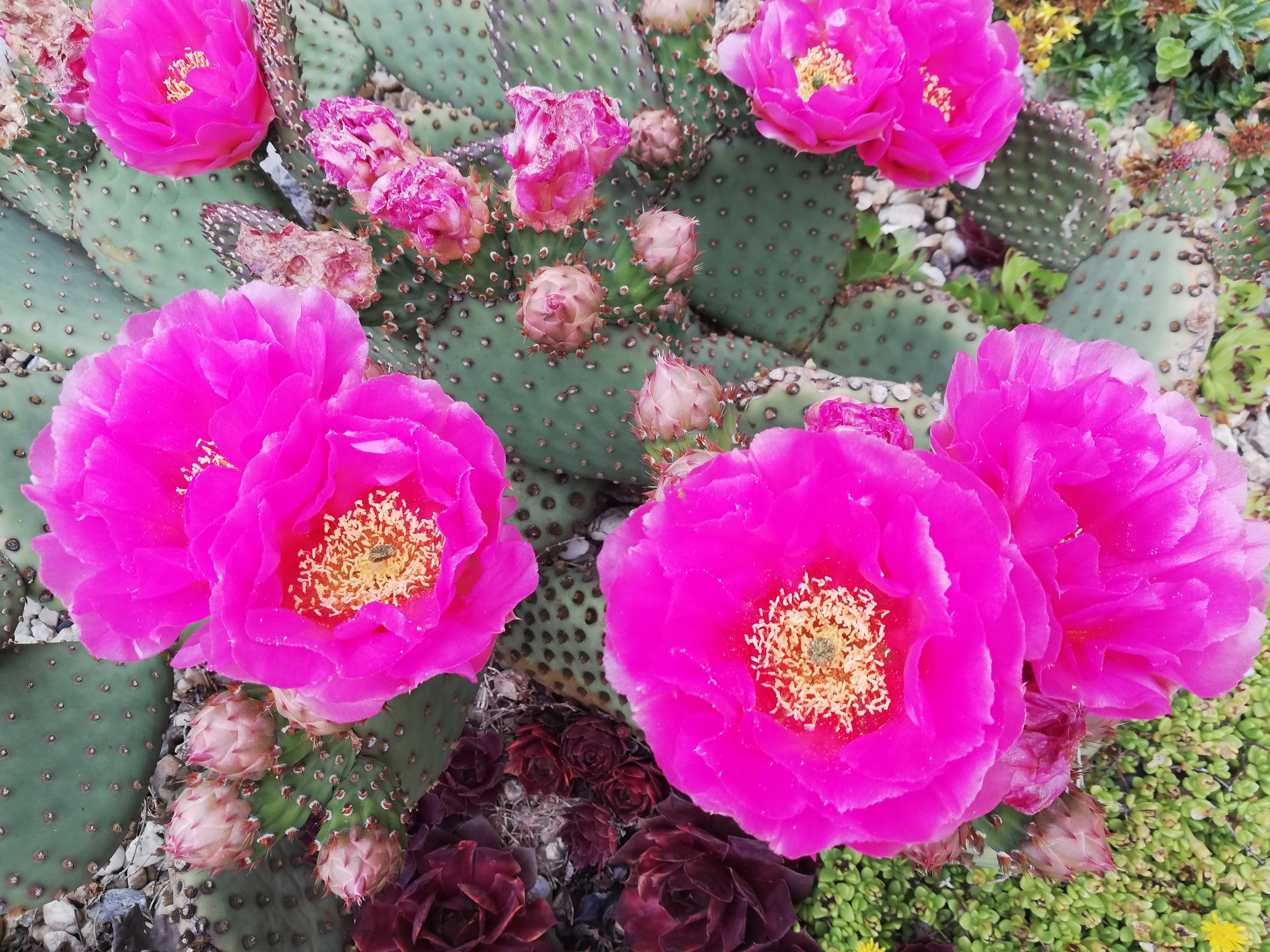 Opuncia fragilis ružová – Mrazuvzdorný kaktus