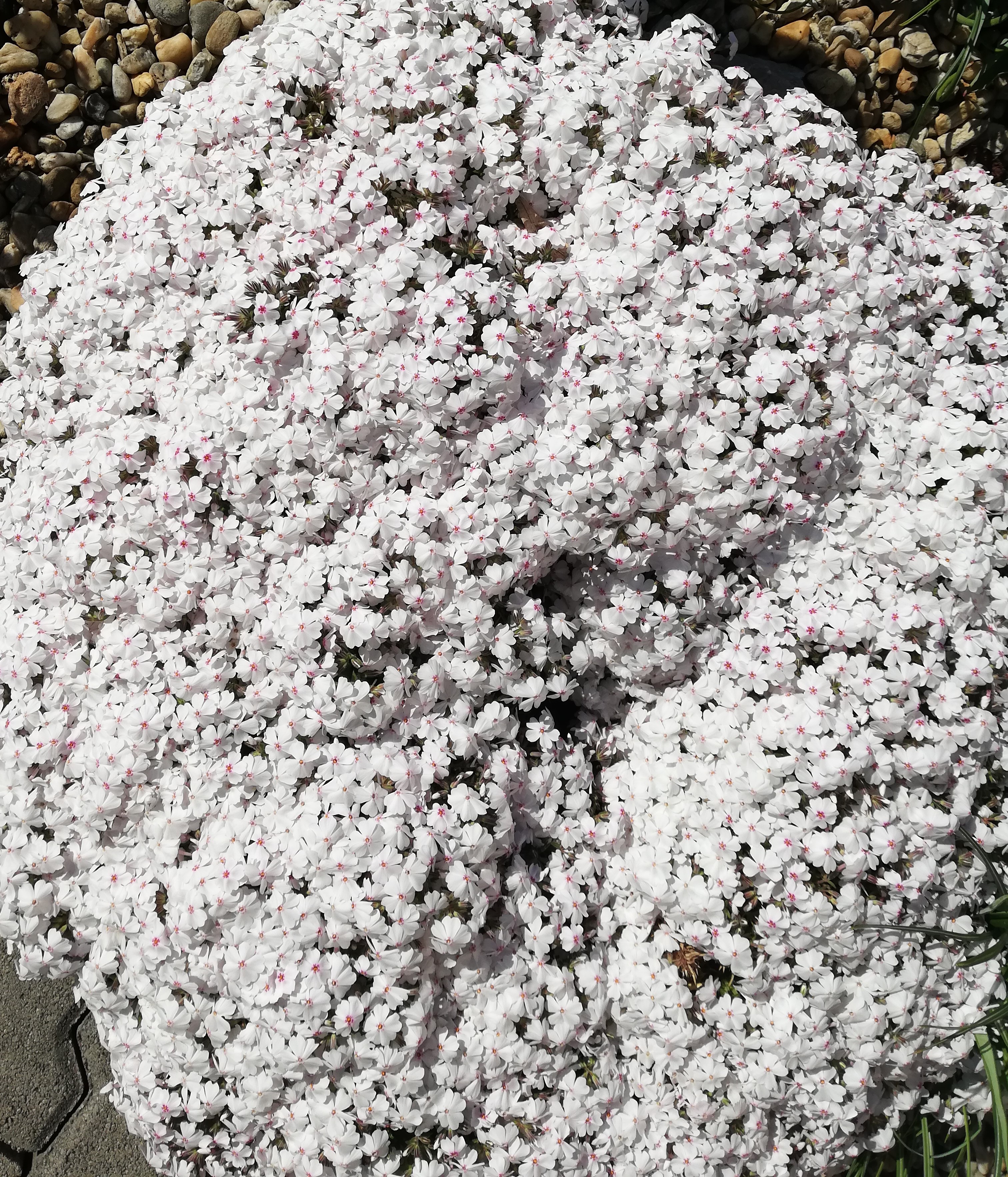 Flox šidlovitolistý biely (Phlox subulata 'Alba') 