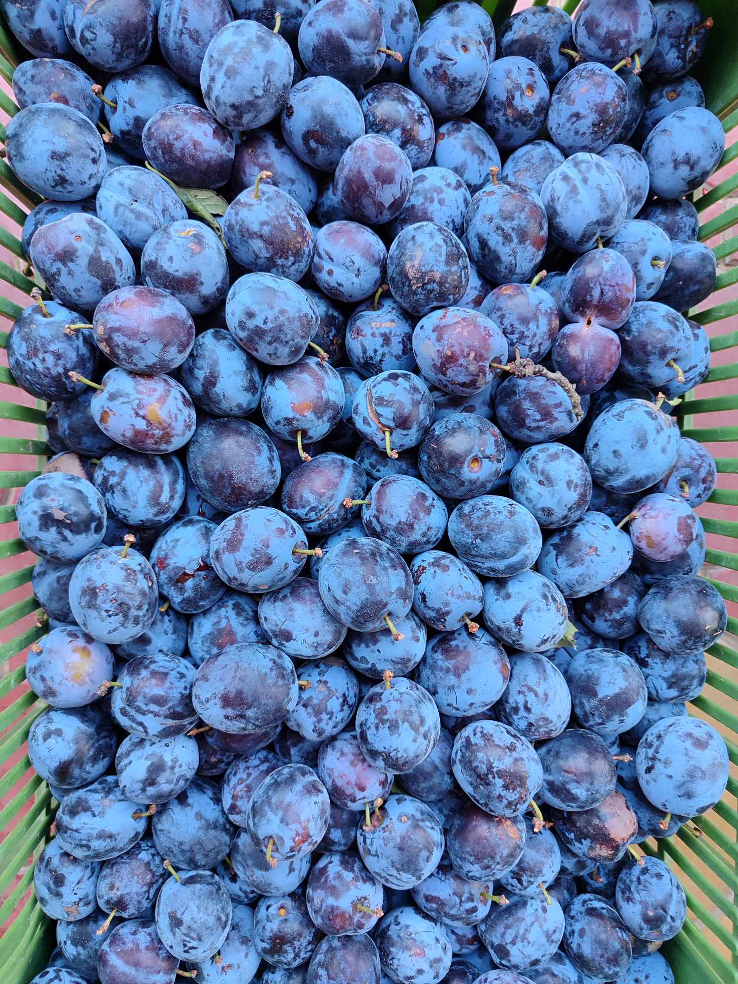 Slivka ‘Čačanská lepotica’