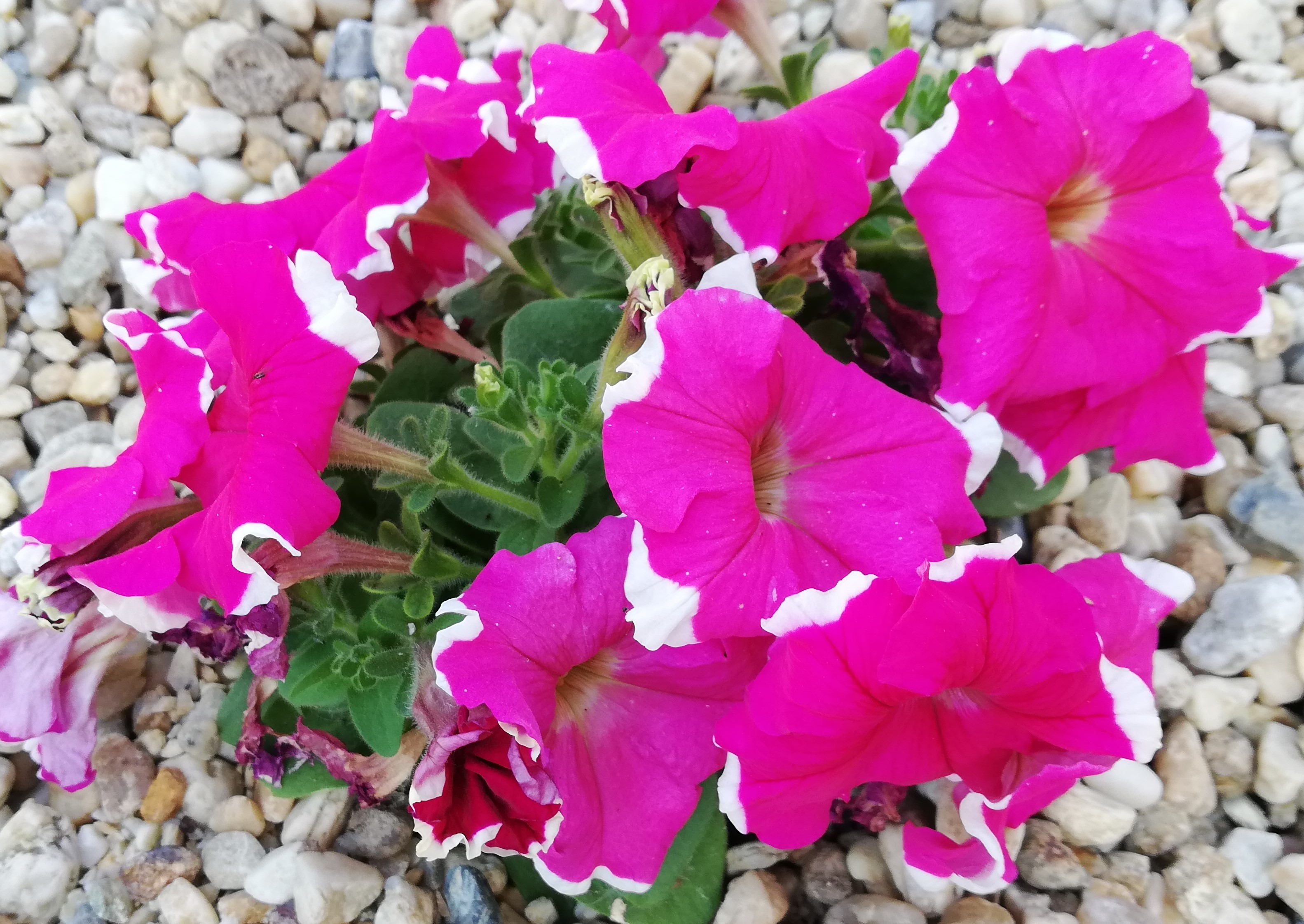 Petúnia cyklámenová s ružovým okrajom