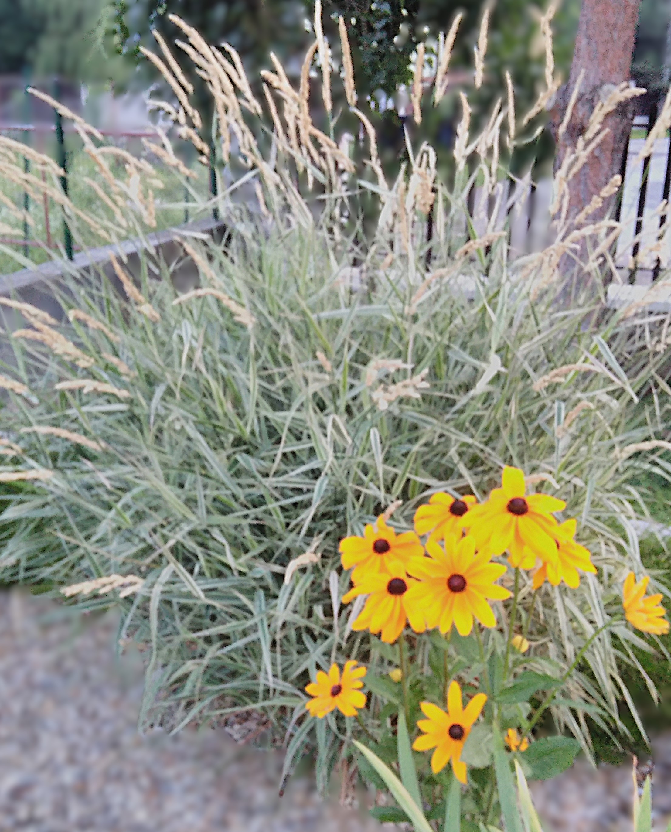 Chrastnica rákosovitá 'Picta'