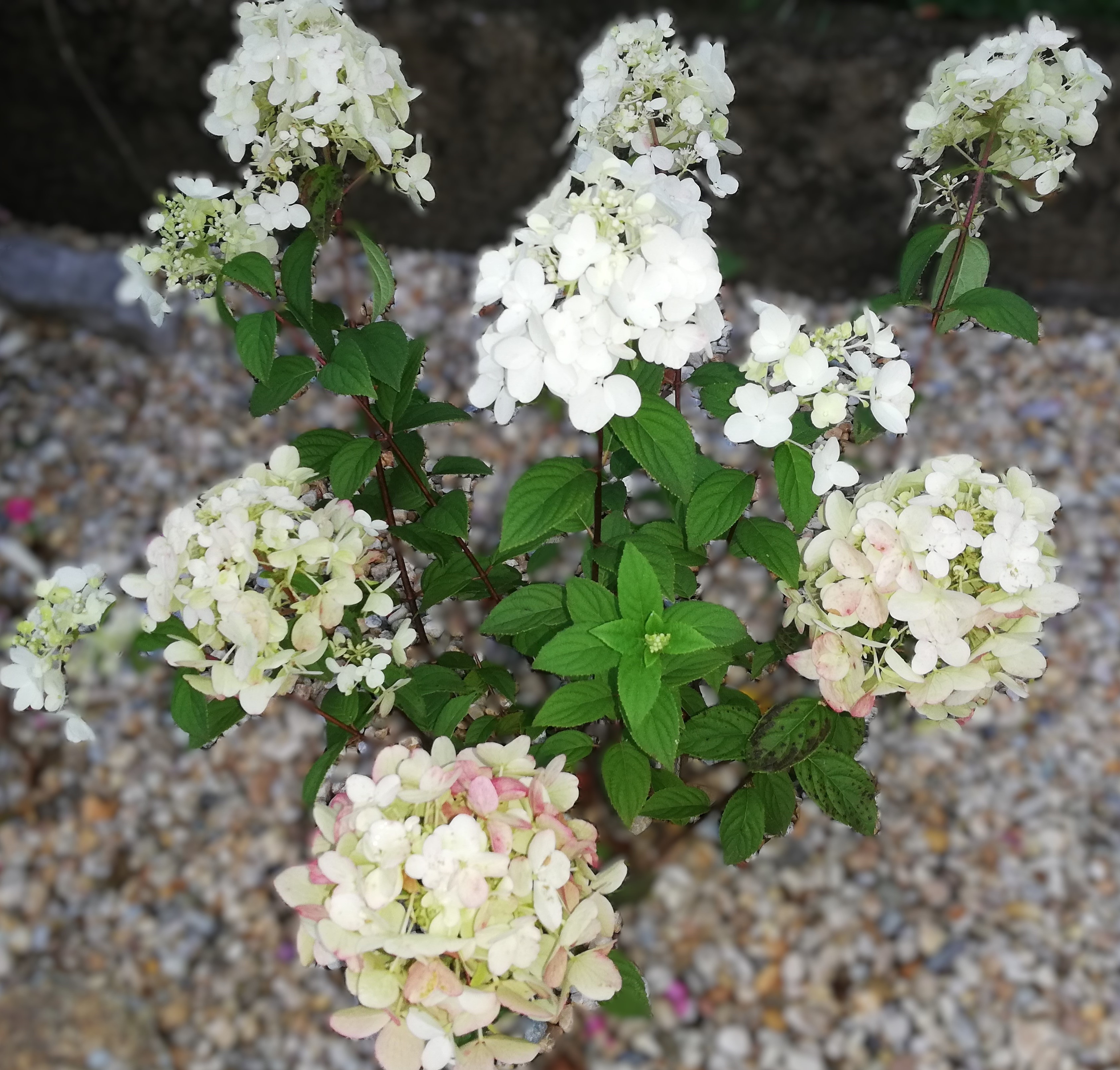 Hortenzia metlinatá Vanille Fraise