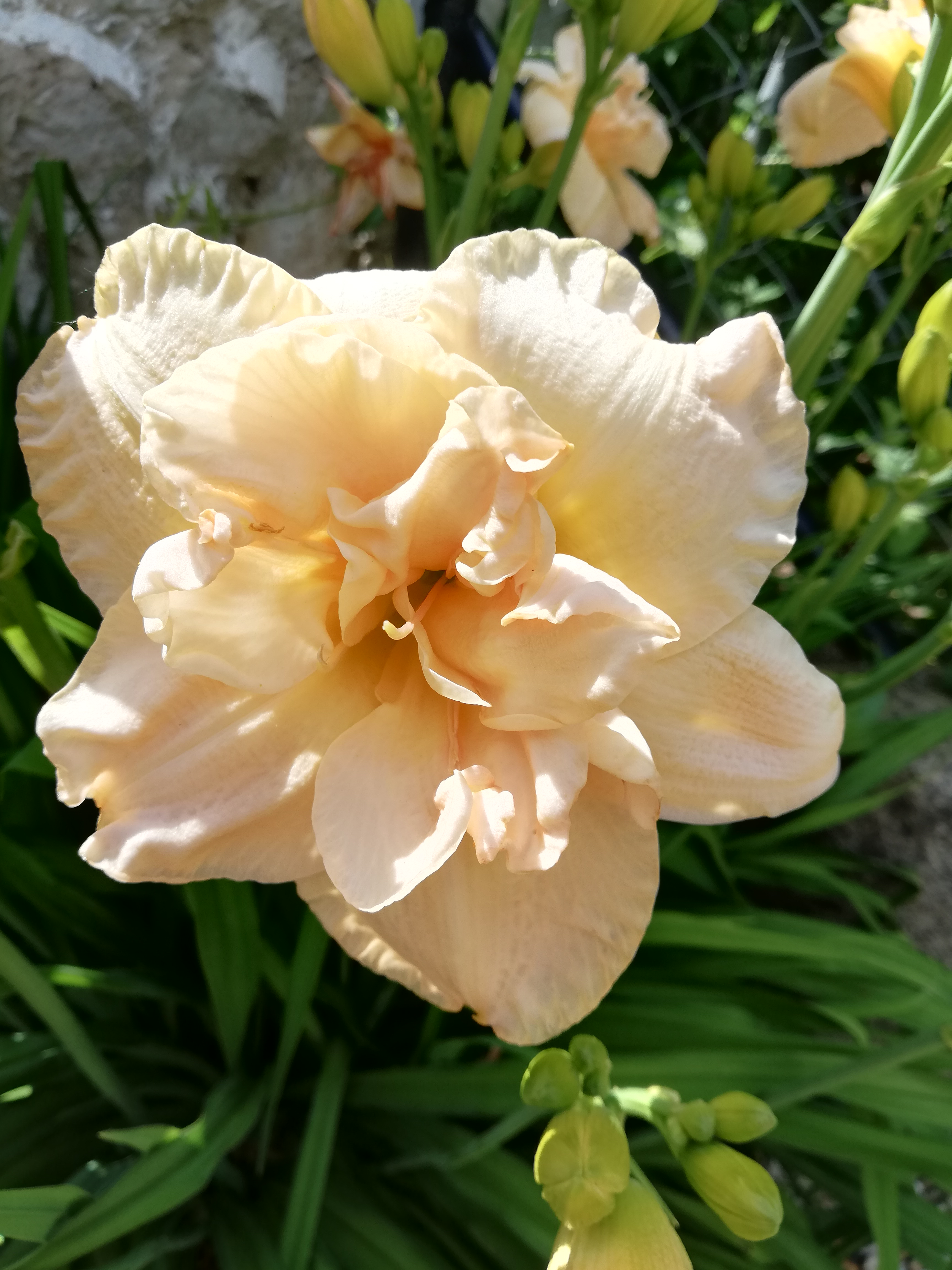 Ľaliovka 'Jean Swann'