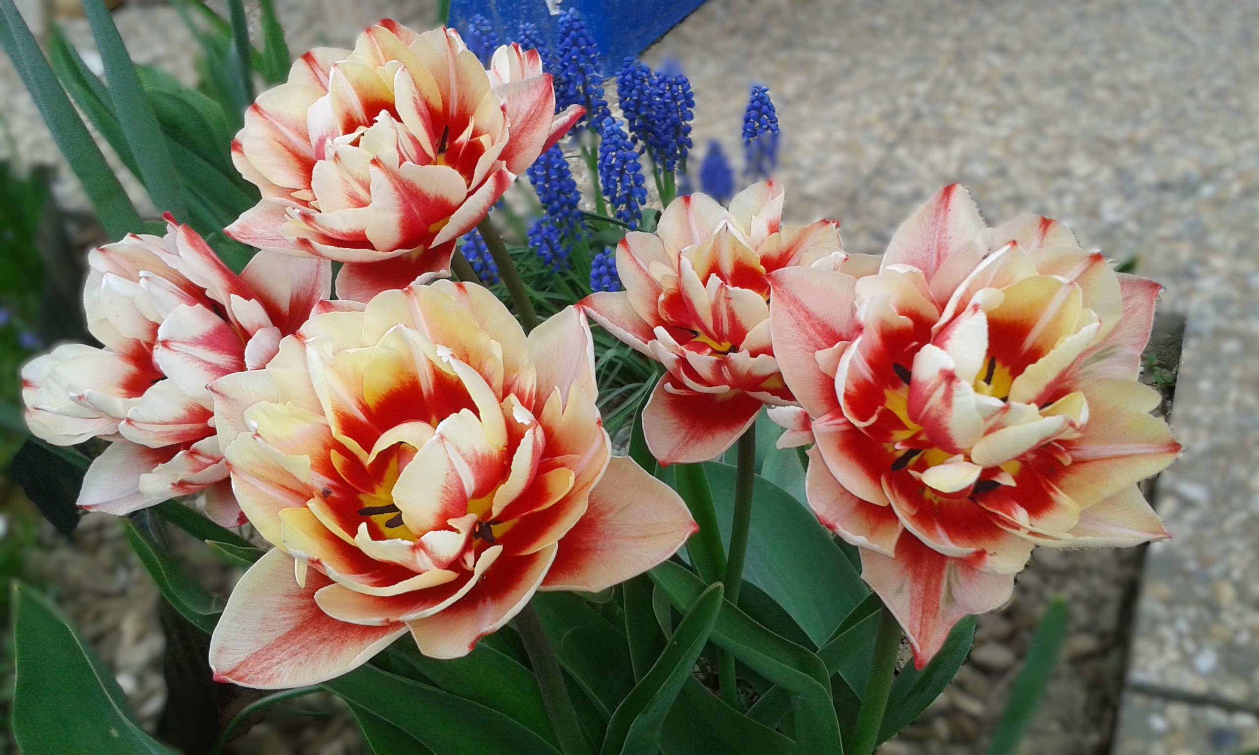 Tulipán plnokvetý bielo-červený