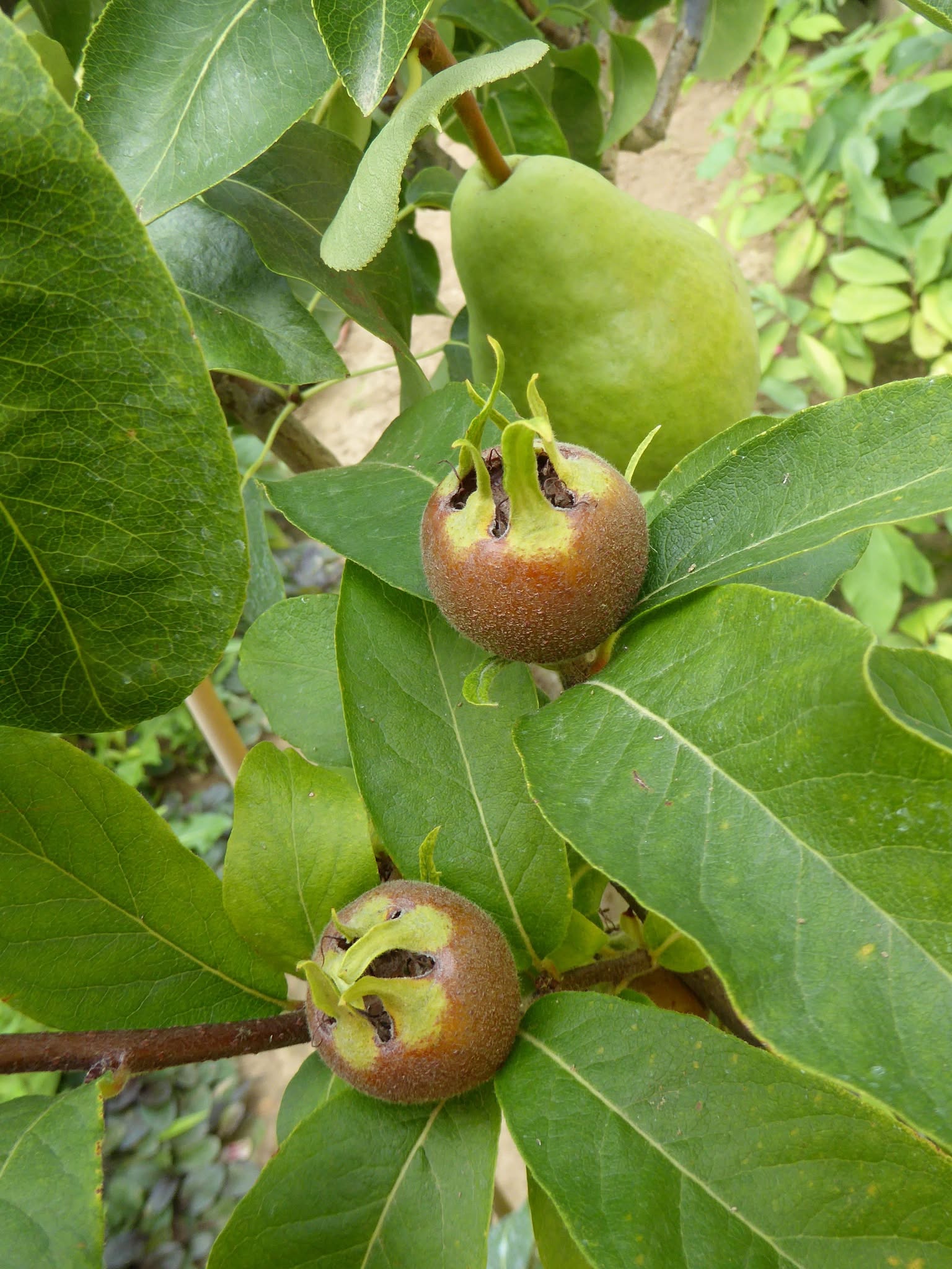 Mišpuľa obyčajná