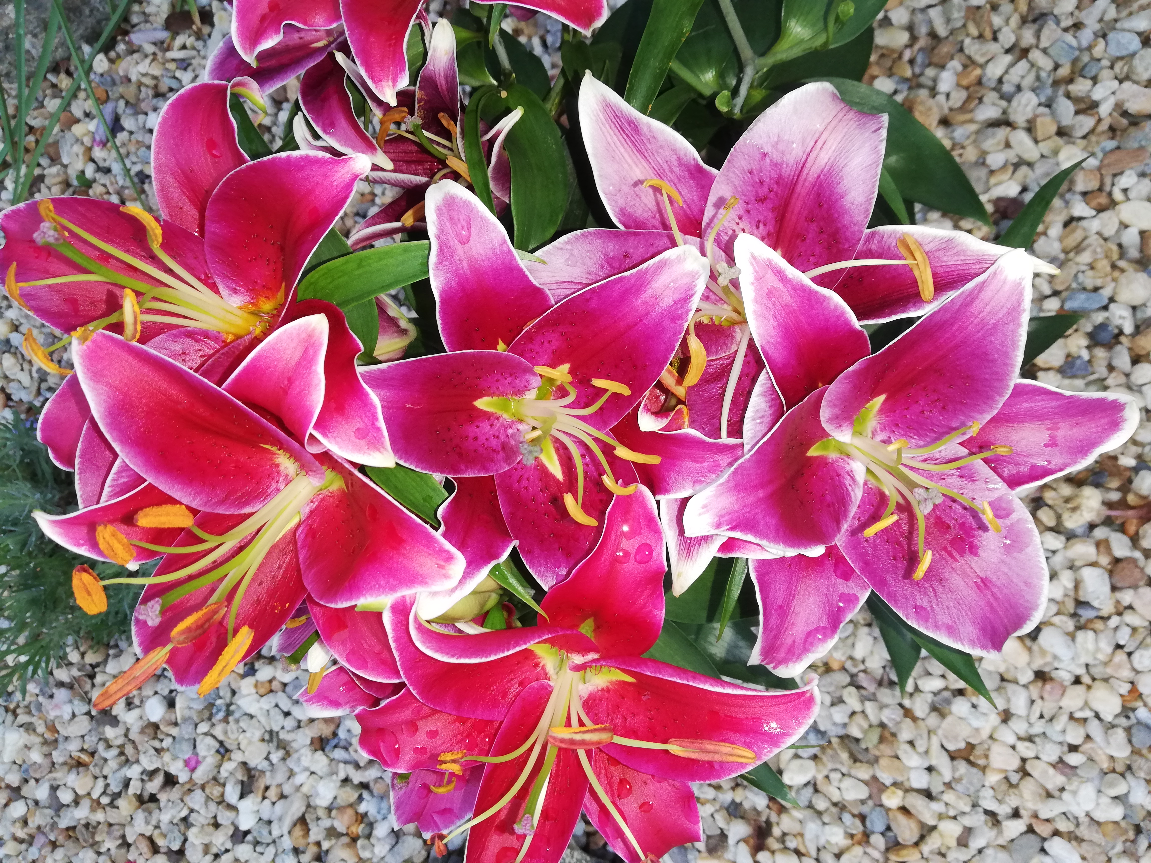 Ľalia kráľovská ružová