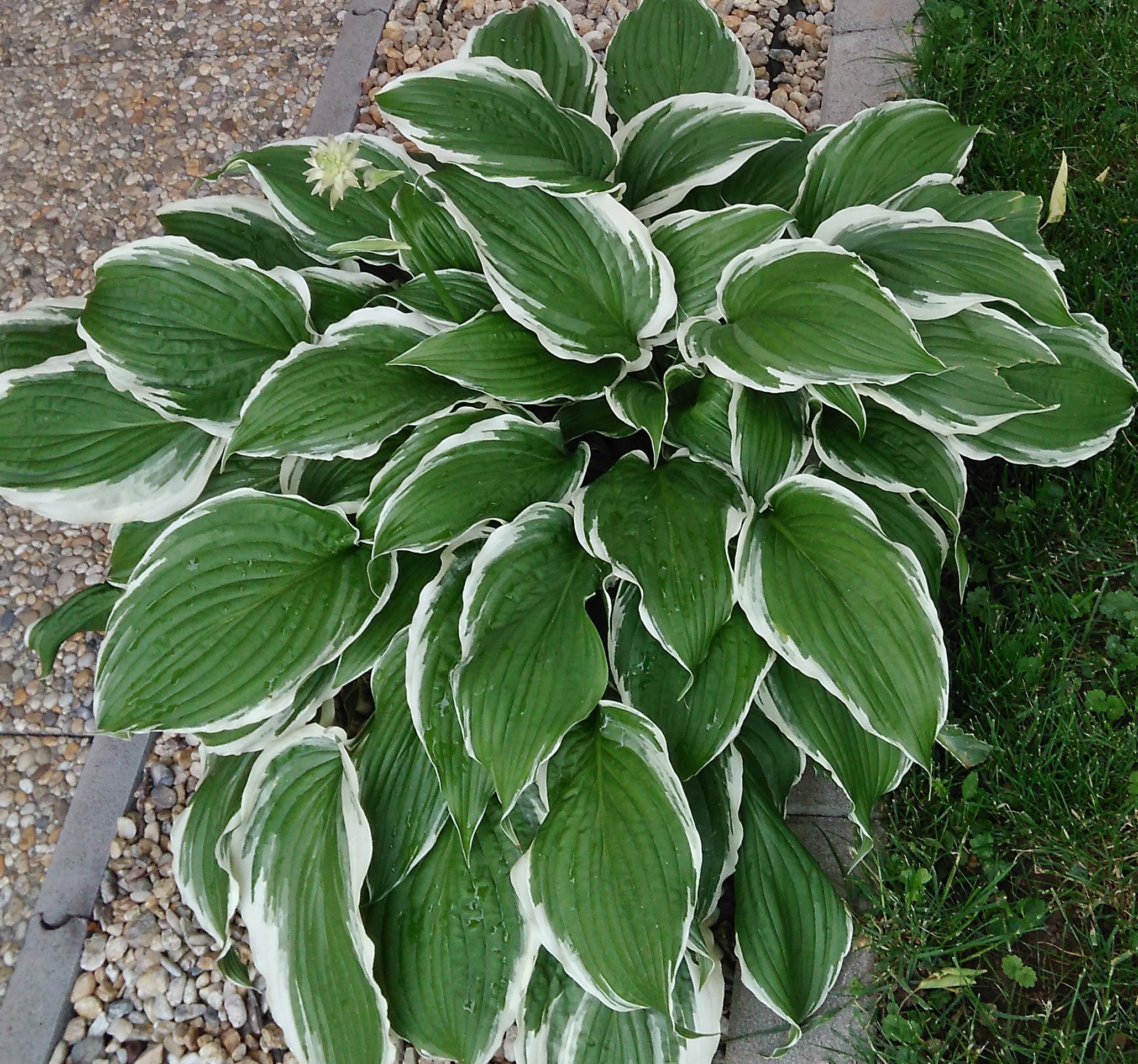 Hosta 'Minuteman' 