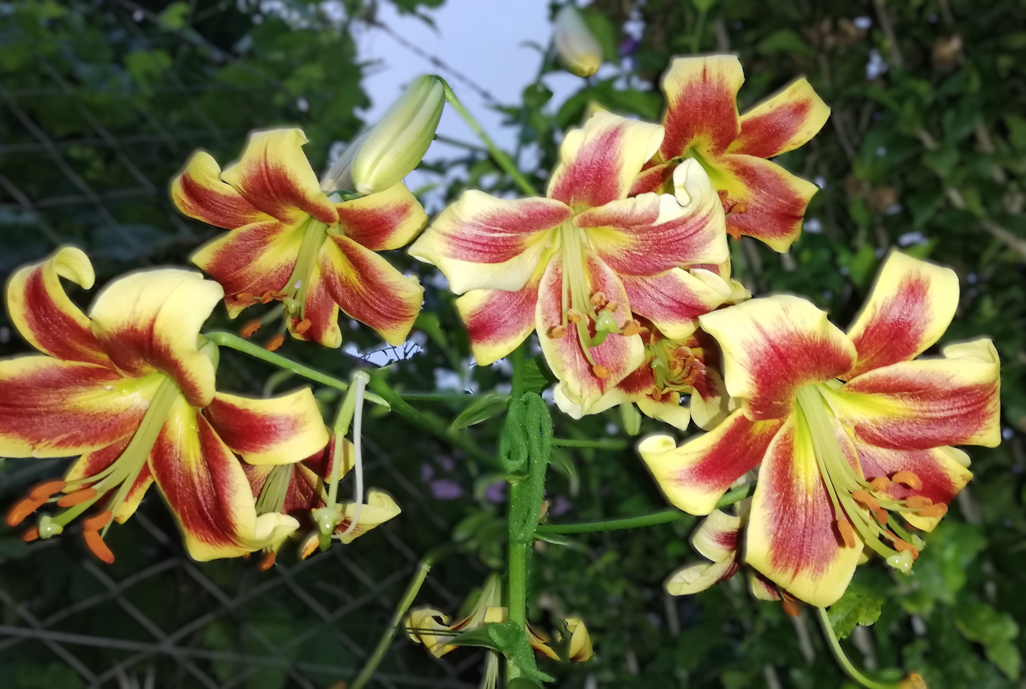 Stromová ľalia žltohnedá