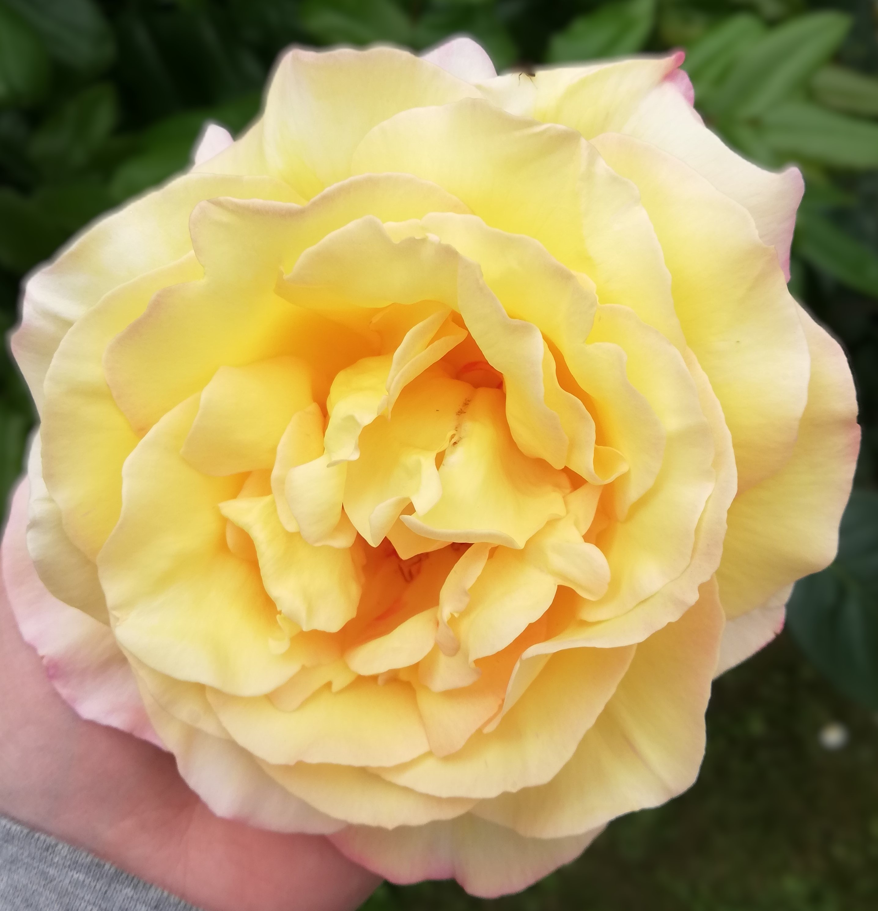 Ruža ‘Gloria Dei’