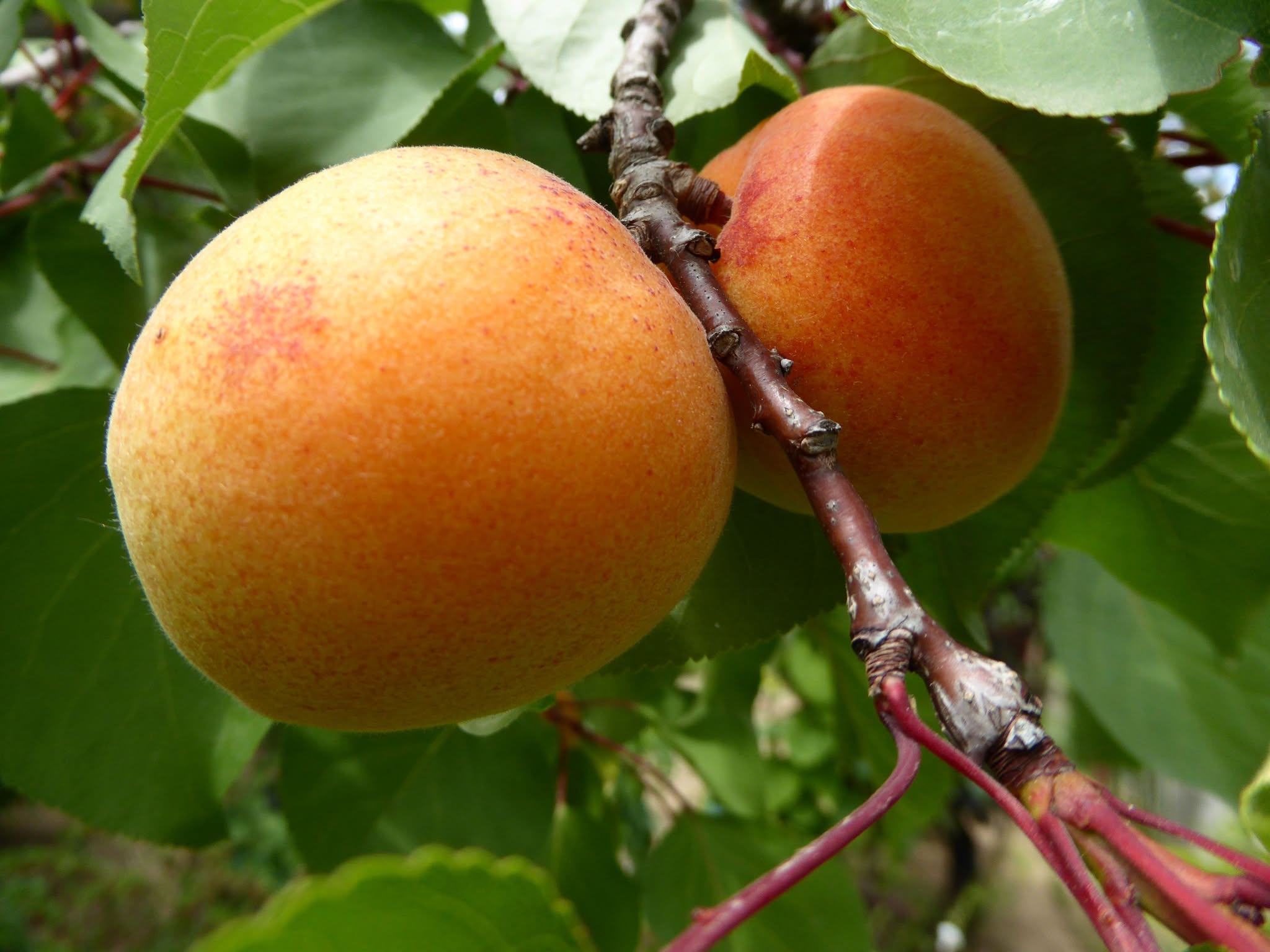 Marhuľa 'Hargrand' – Veľkoplodá, sladká a spoľahlivá