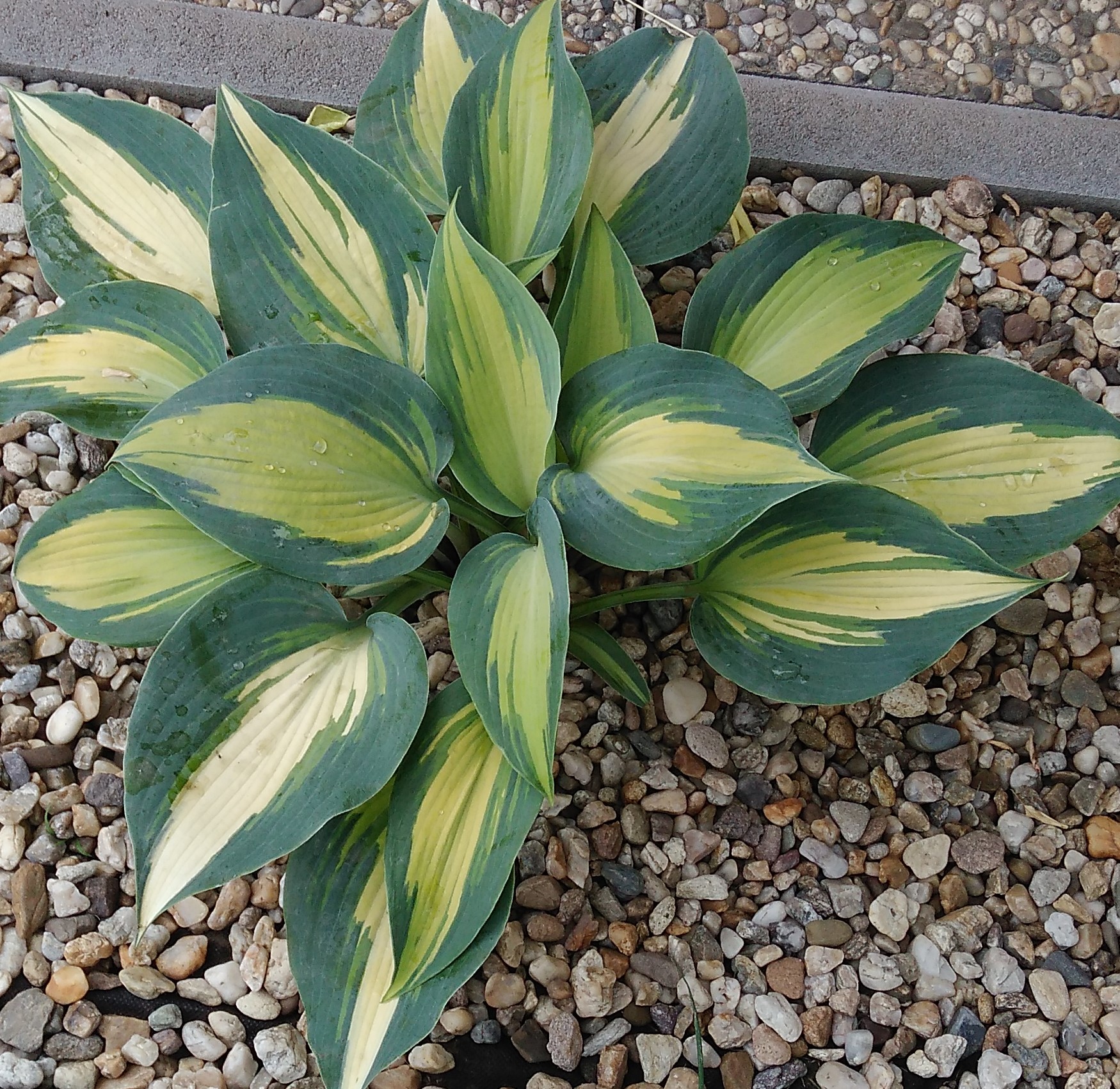 Hosta 'Great Expectations'