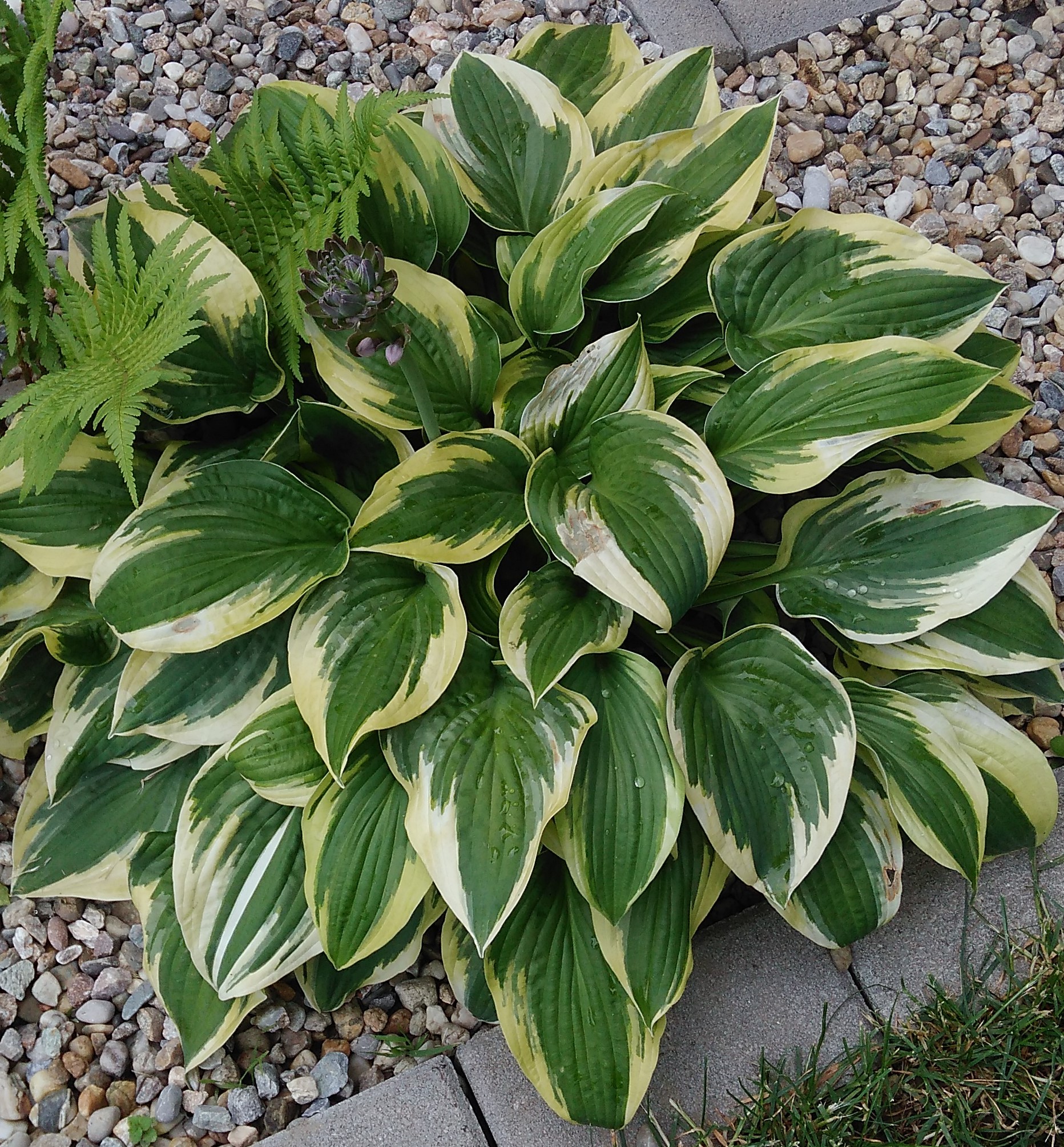 Hosta 'Mamma Mia' 