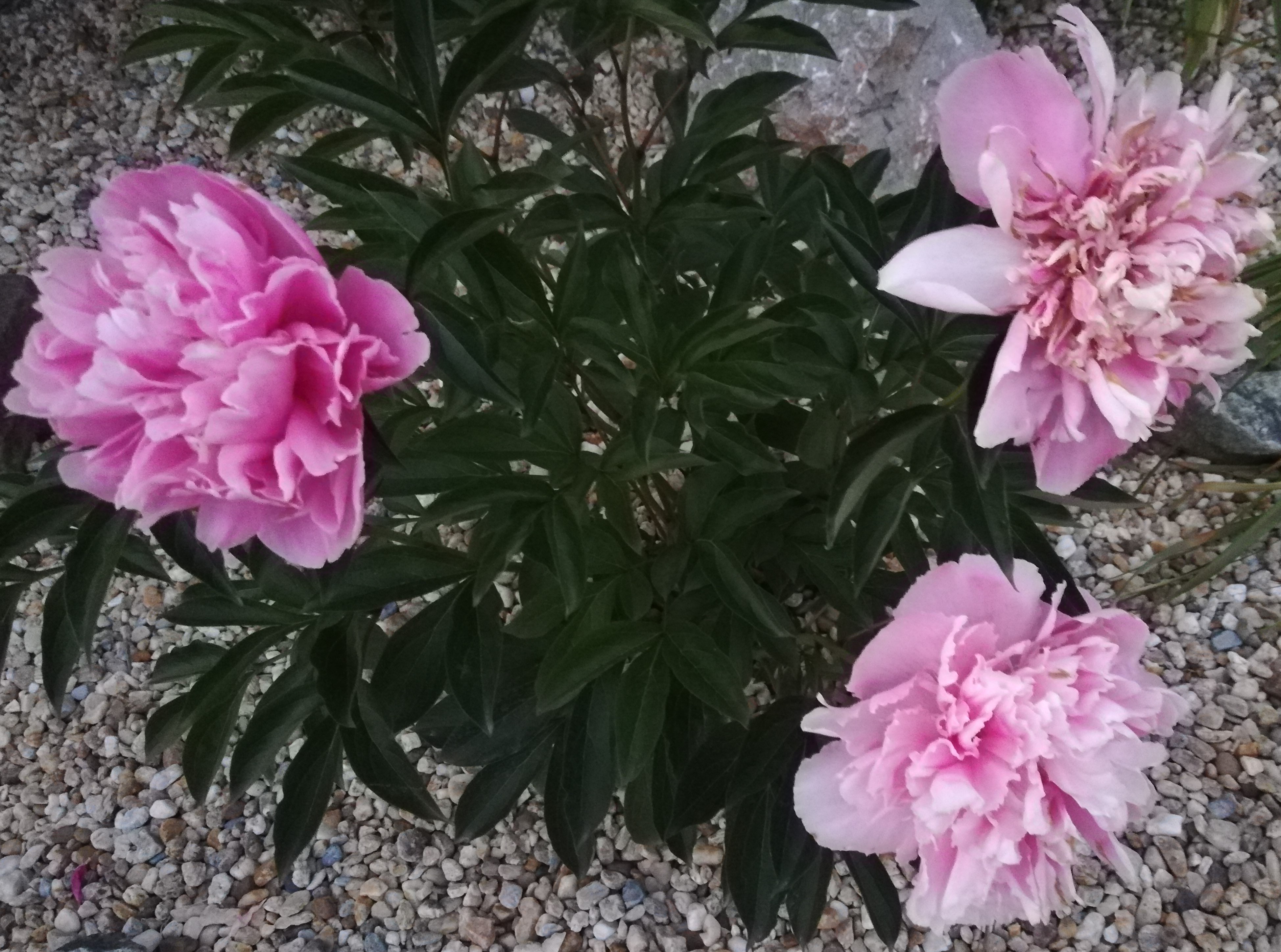 Pivónia svetloružová 'Sarah Bernhardt' 